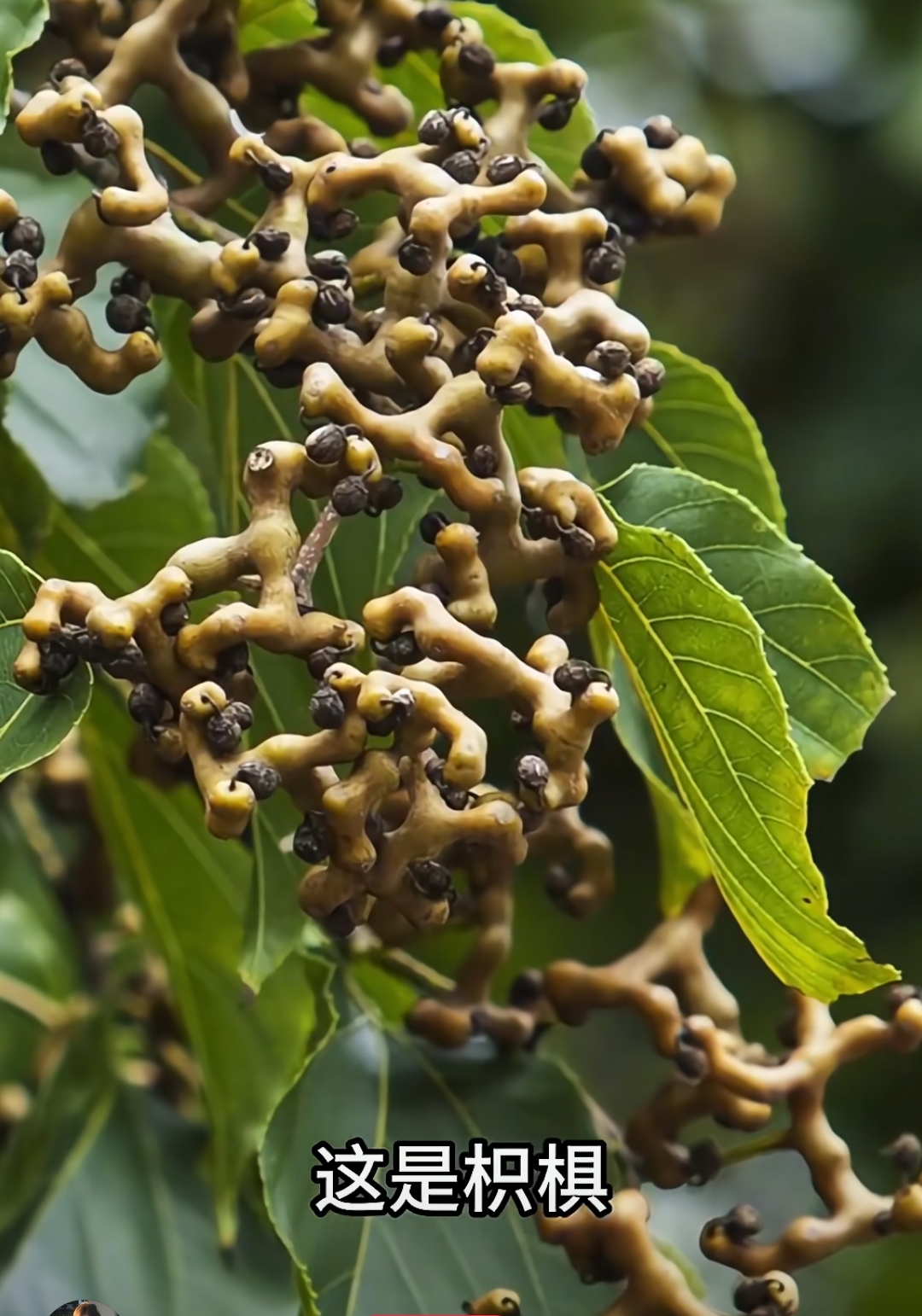 枳椇,又名拐枣,鸡爪子等
