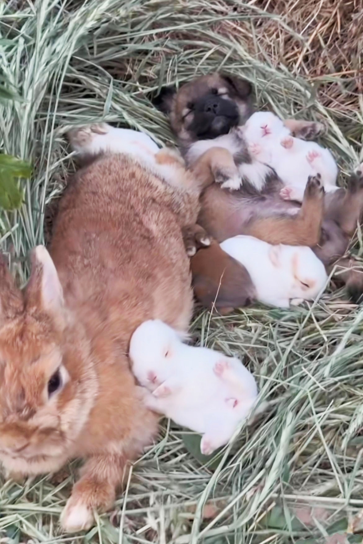 狗子出生就跟着兔妈妈,只有呆着妈妈身边,才能睡得安稳!