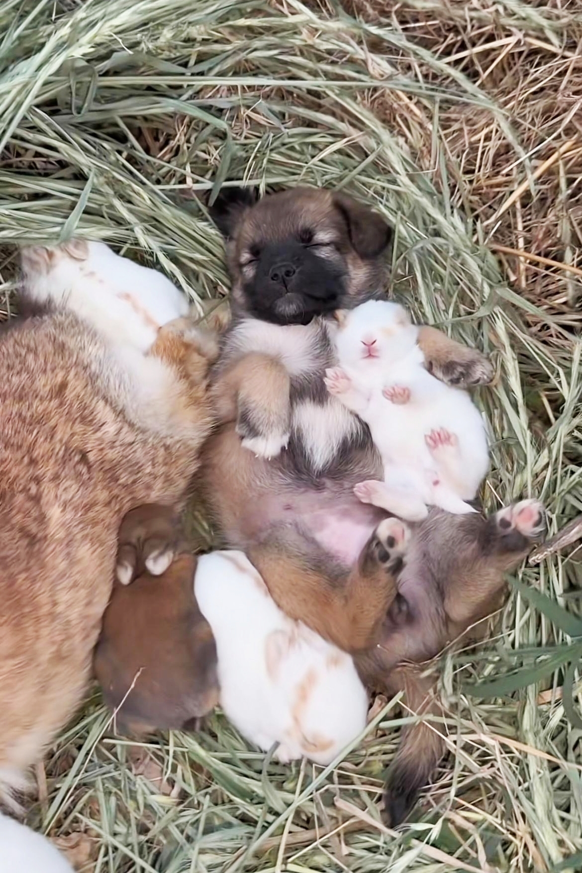 狗子出生就跟着兔妈妈,只有呆着妈妈身边,才能睡得安稳!