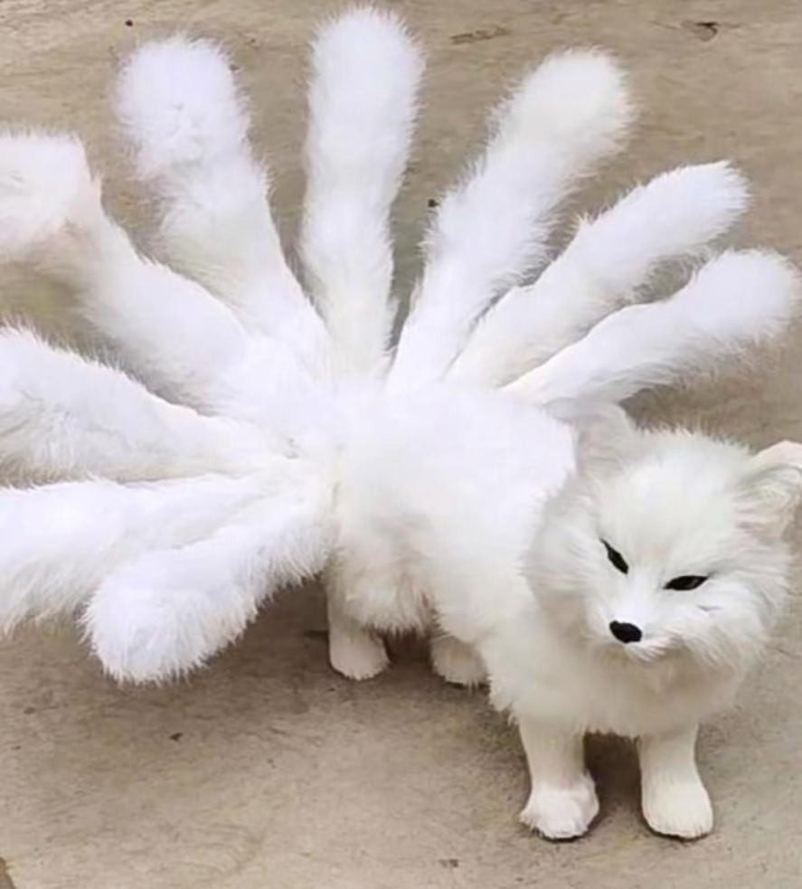 这是传说中的九尾白狐吗?还以为是传说,竟然是真的!