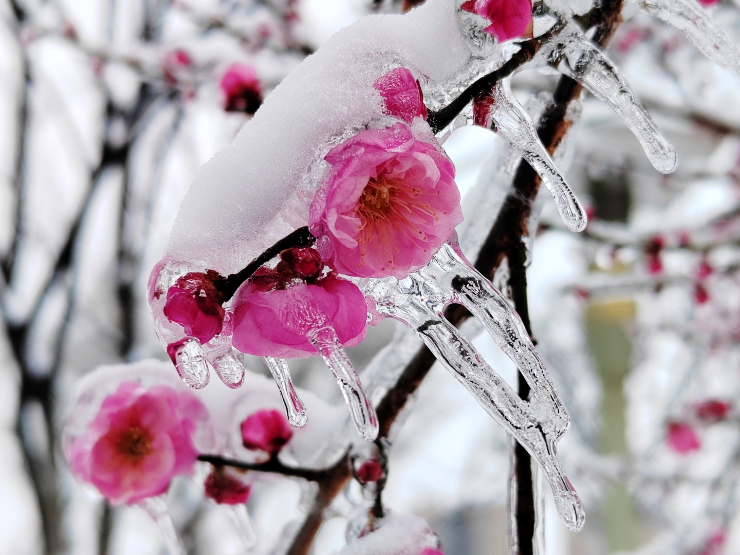 梅花欢喜漫天雪!