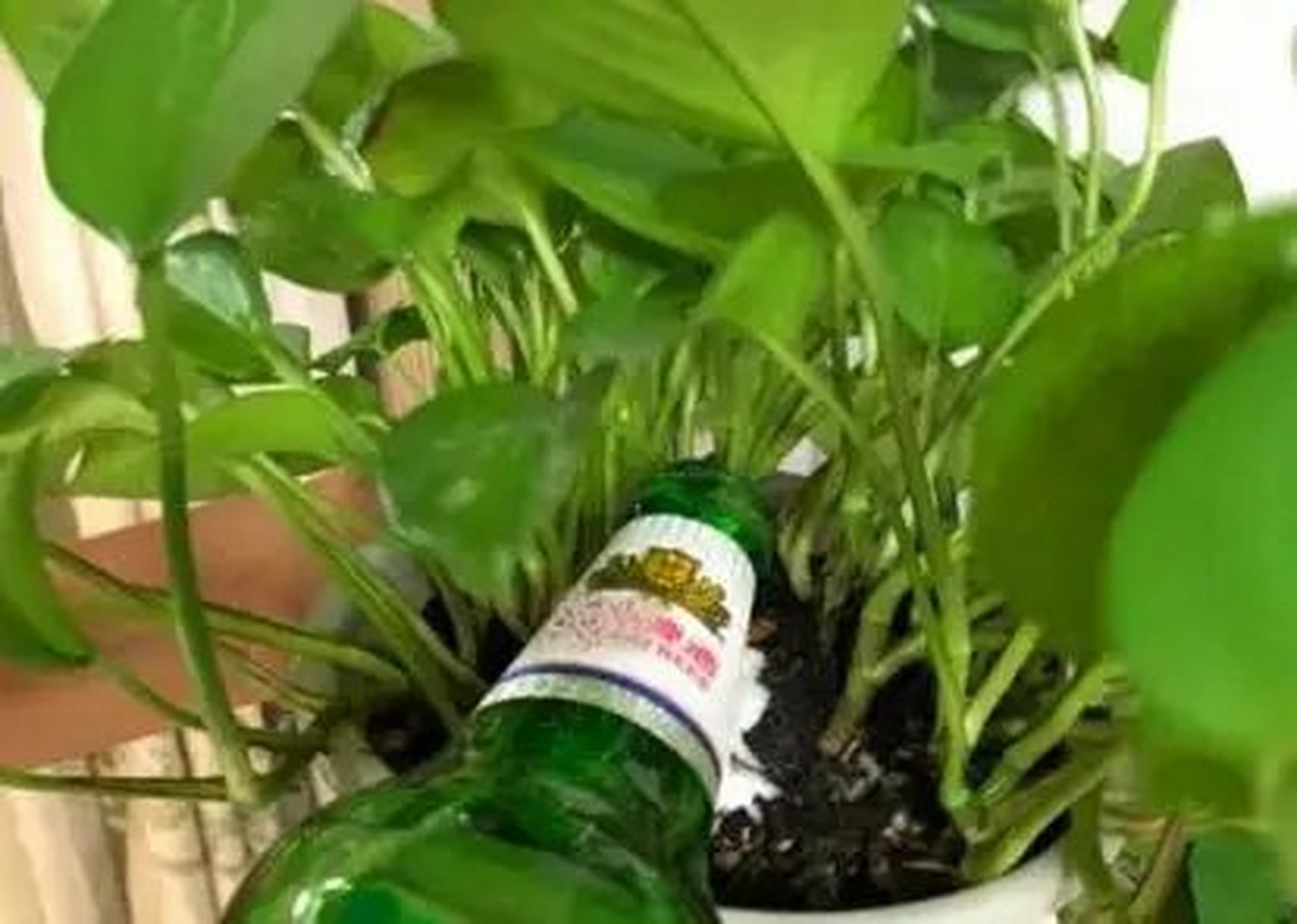 養花小知識# 【幾句話,講透啤酒澆花的細節】準備啤酒,加入清水按照1