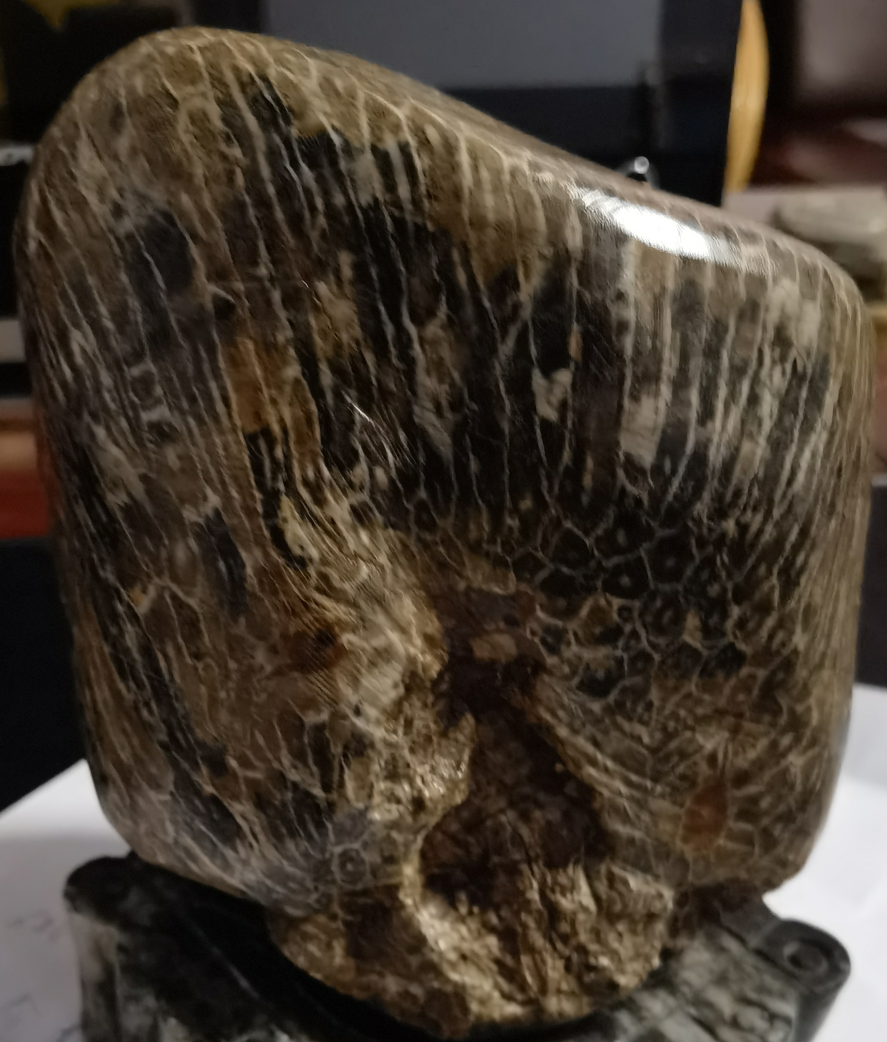 这石头纹理,真像外星来客!桫椤化石