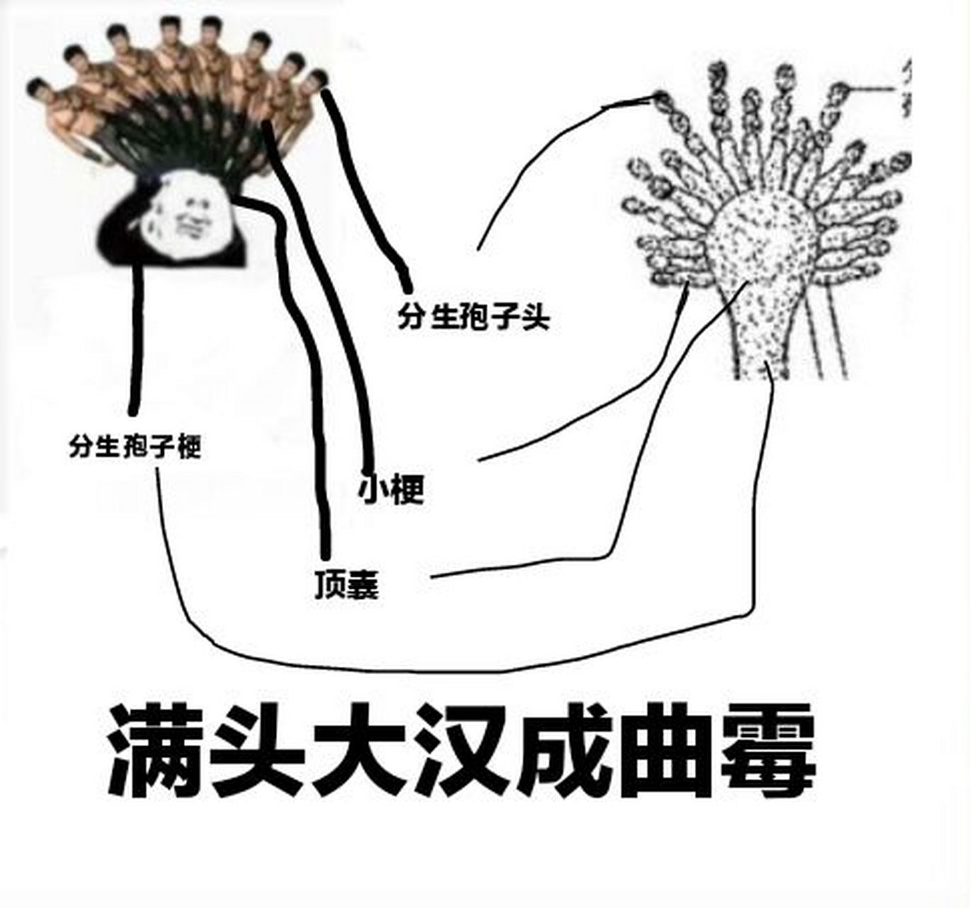 你们难道不觉得曲霉的外形很像"满头大汉"的表情包的图片吗?