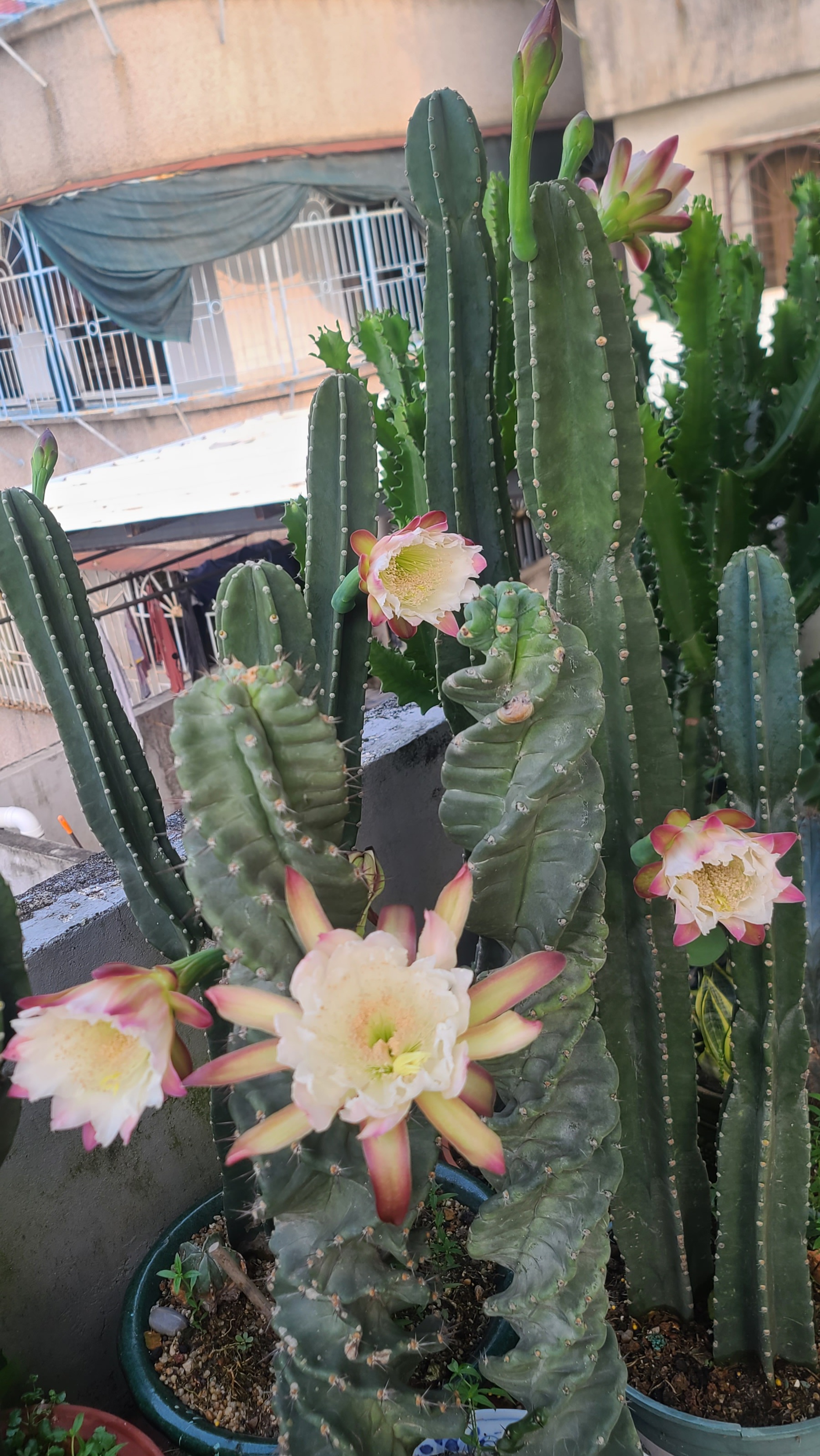 种在花盆里的量天尺,开花开得灿烂,还有十多朵相继会开这二天