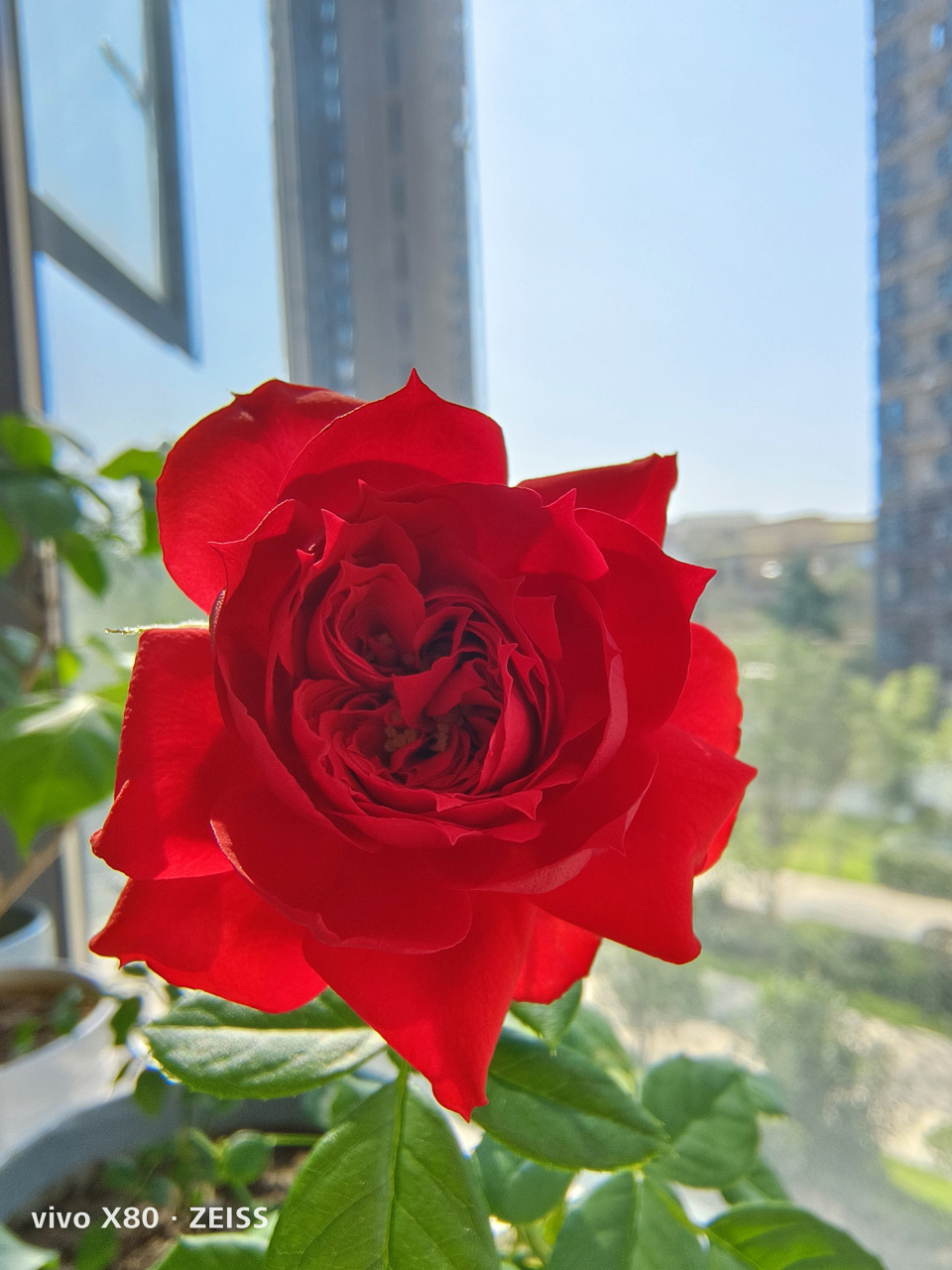 正红的红苹果月季,中国红[温暖]