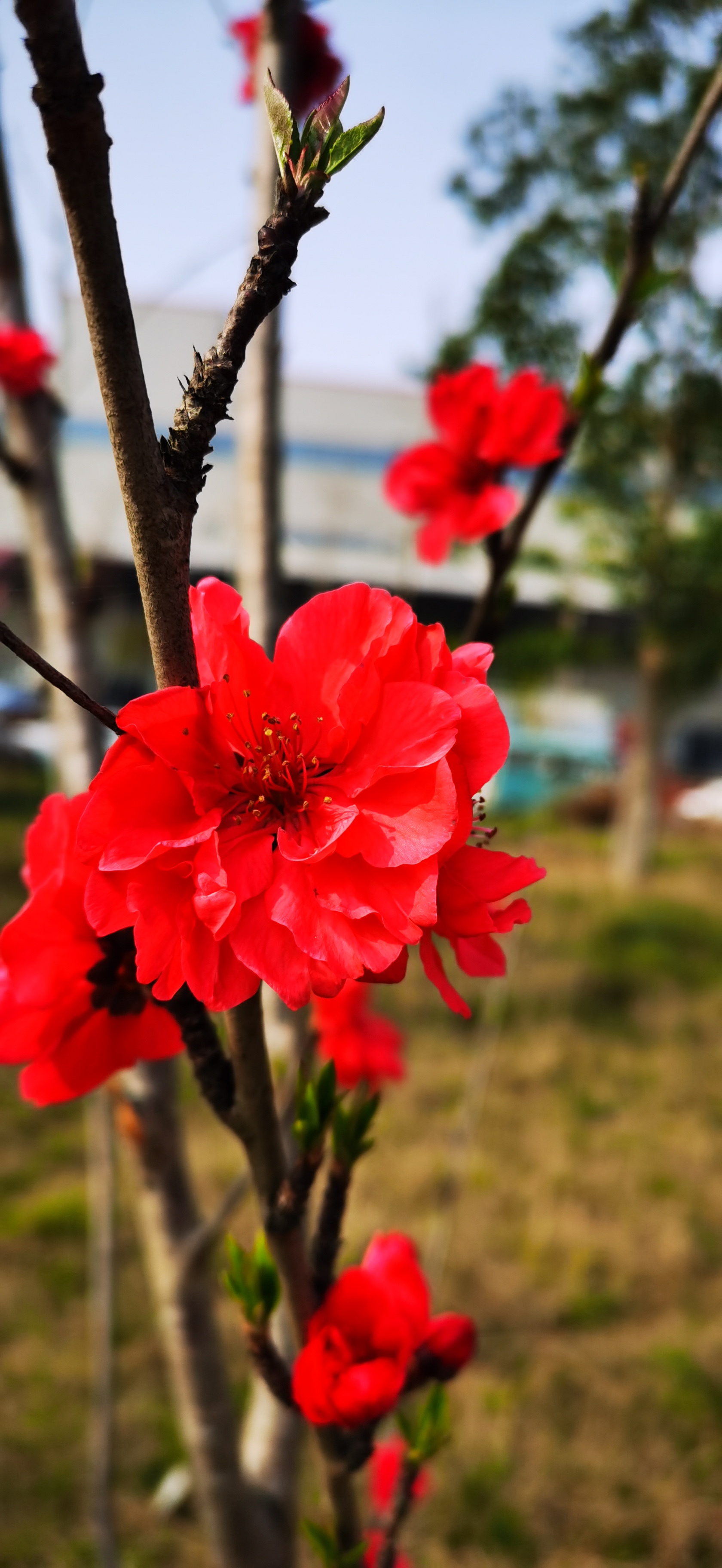 每一片花瓣都像是精心雕刻的艺术品,边缘波浪形的设计,仿佛是大自然的