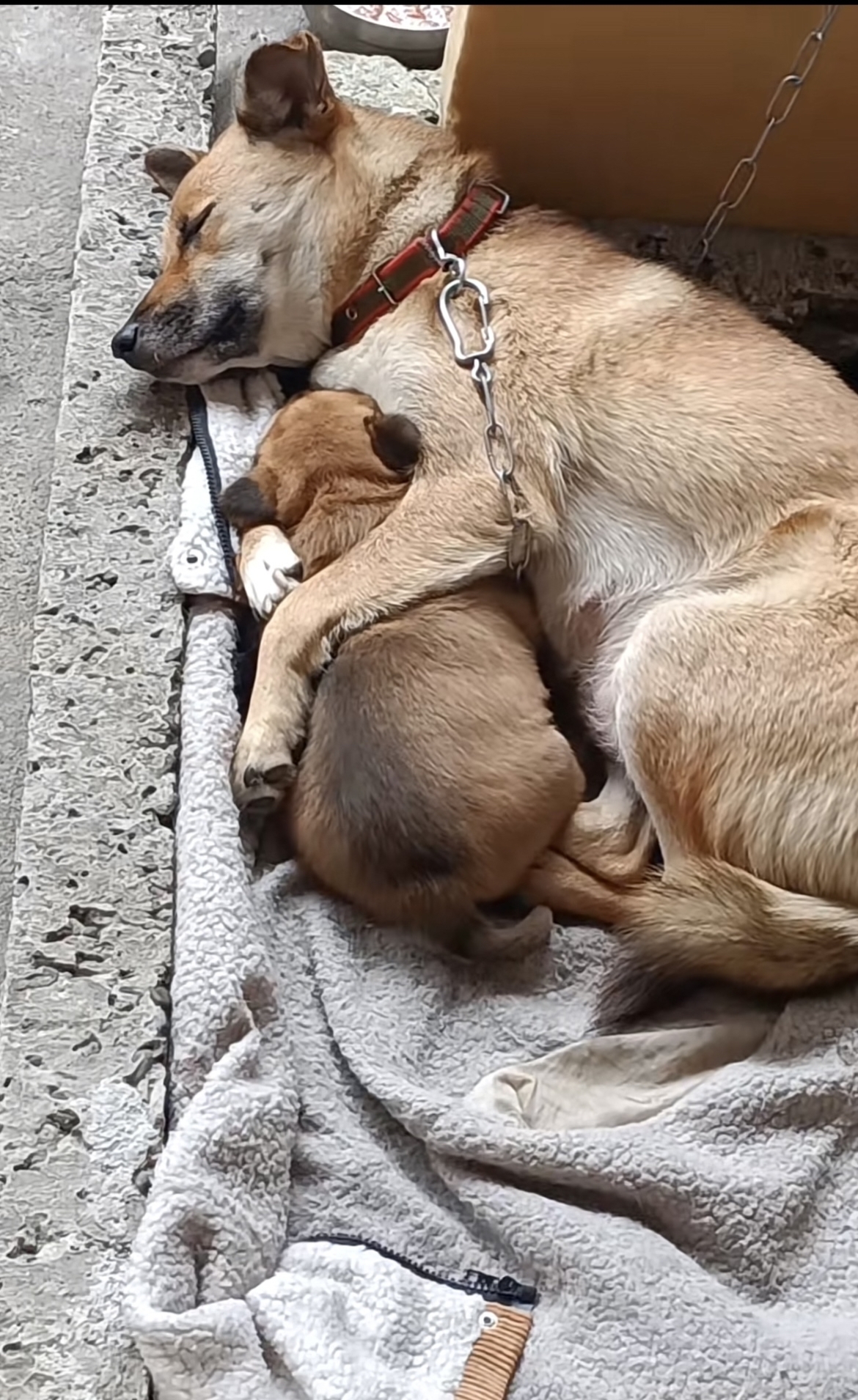 这个动作像及了所有母亲对孩子的爱,看着这张图,心里面温暖感油然而生