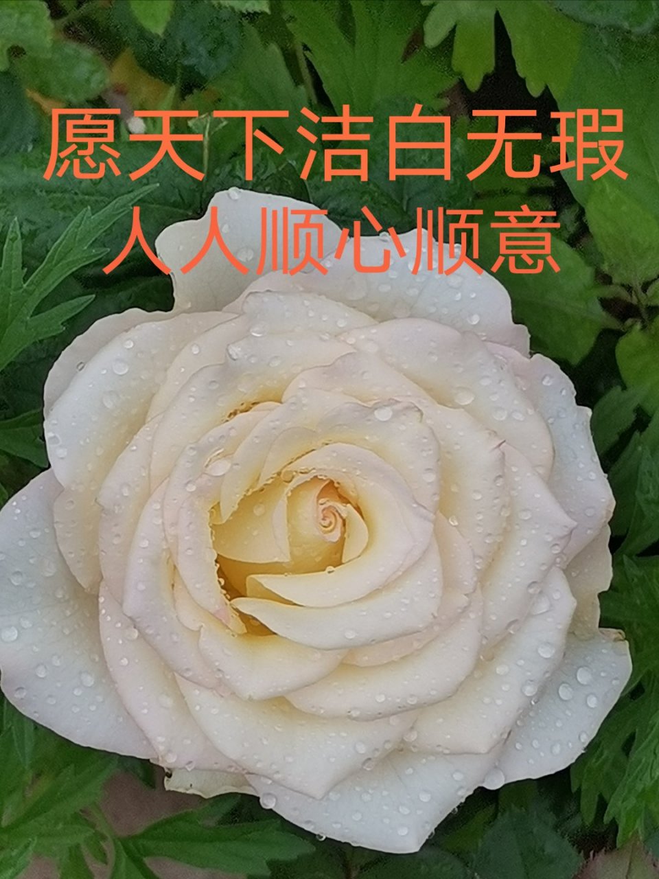 網購紅色妖姬玫瑰樹頭,長出潔白的花.