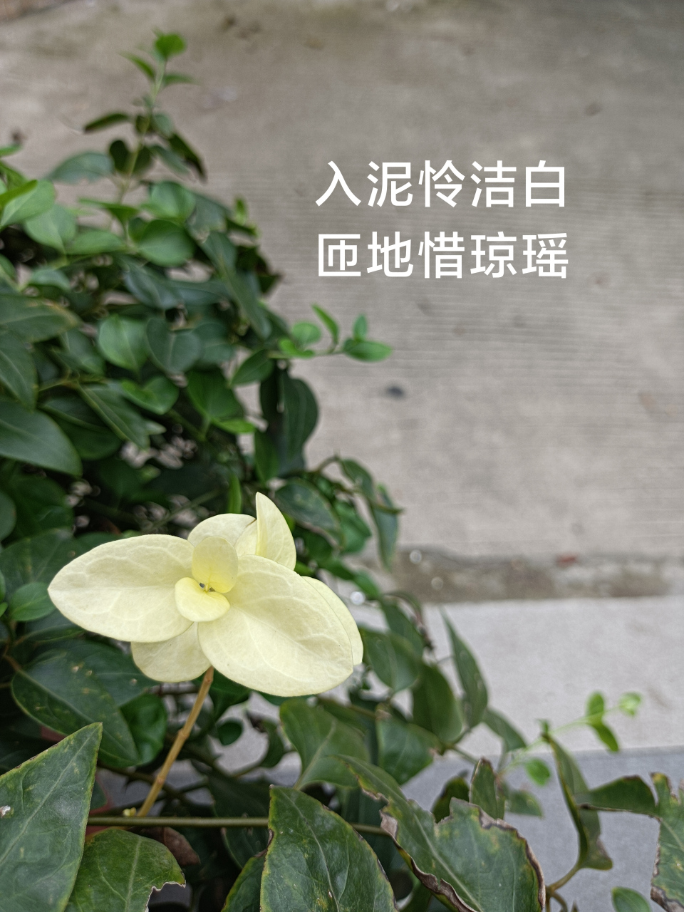 小說紅樓夢對聯摘錄8