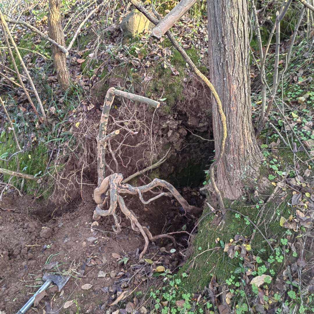 今天赚了,雀梅疙瘩提根,百年不遇