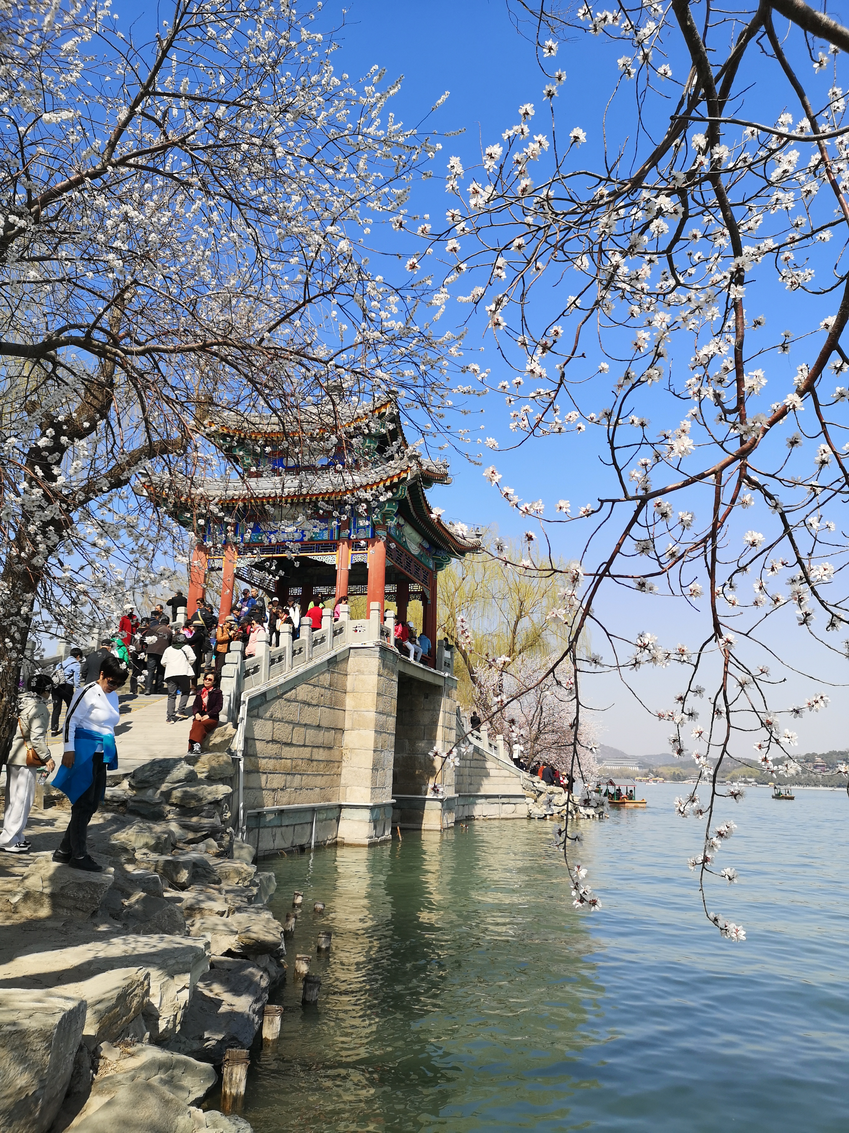 颐和园西堤山桃花盛开