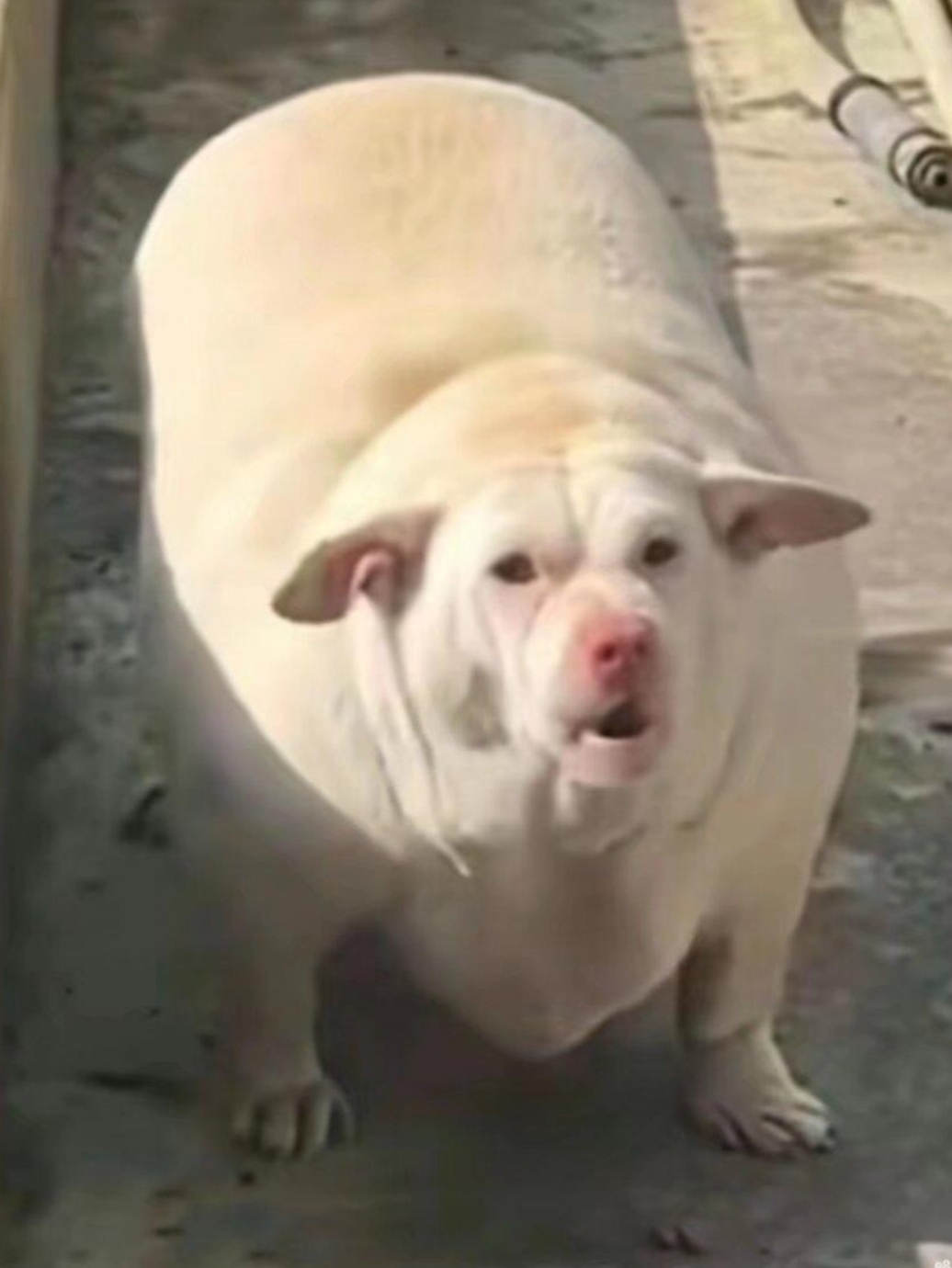 朋友的养殖场有只胖嘟嘟的动物,长得像猪又像狗,大家有知道这是什么