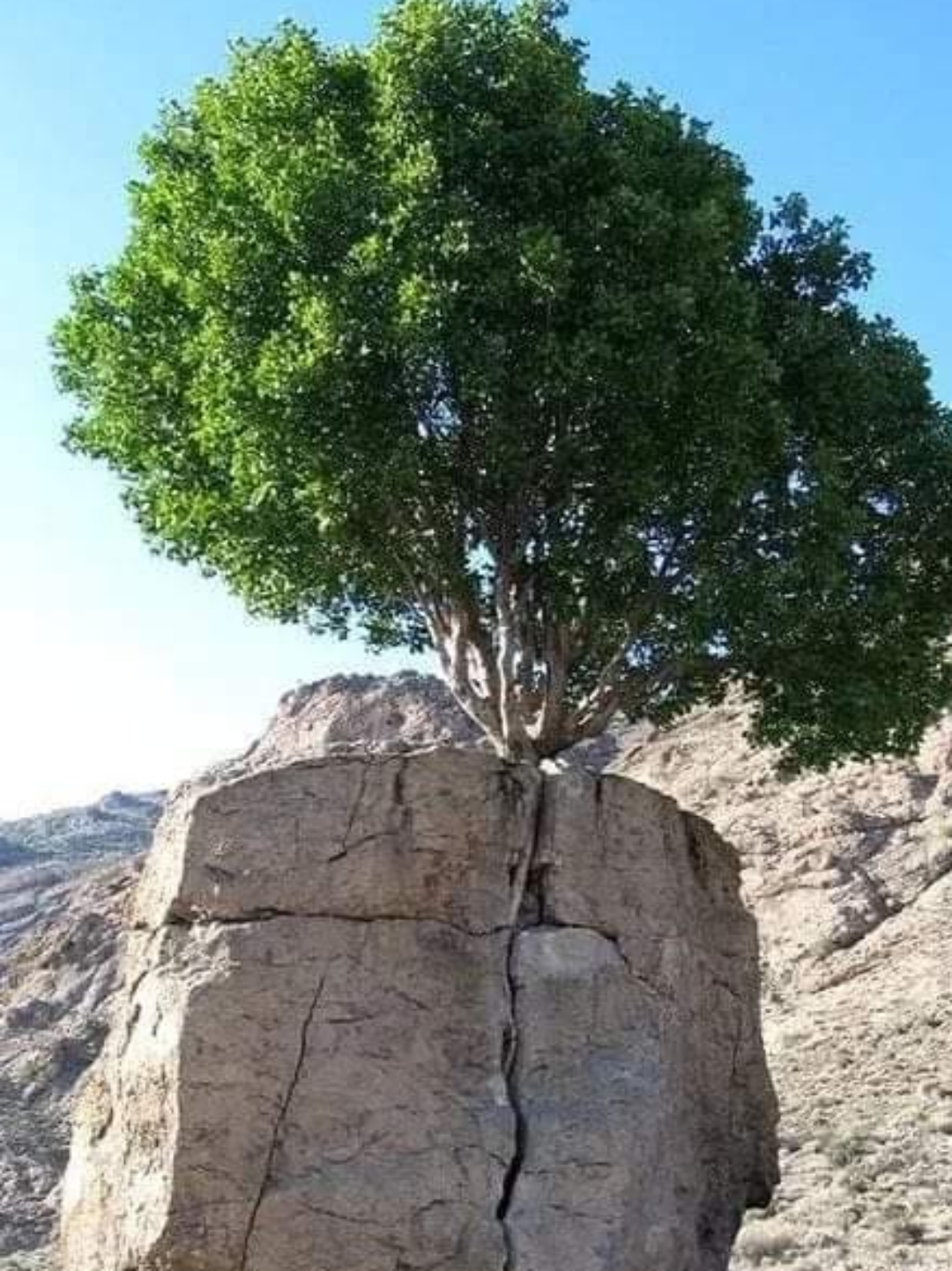 这说的就是夹缝求生吗?