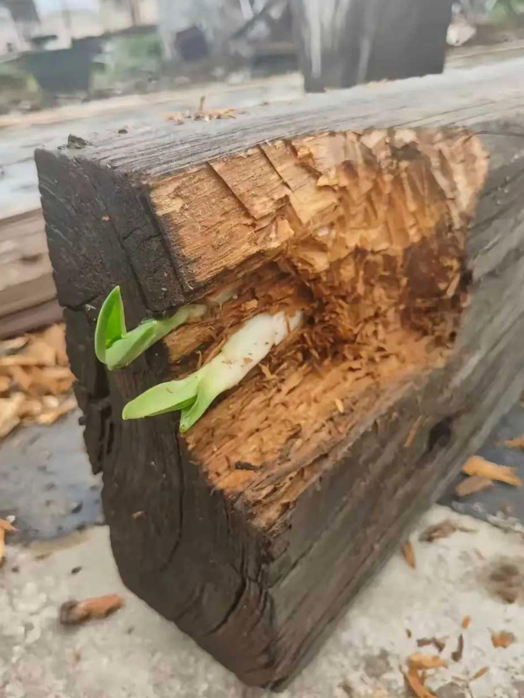 嫩芽从枯萎的木桩中破土而出,生机勃勃,生命力顽强.