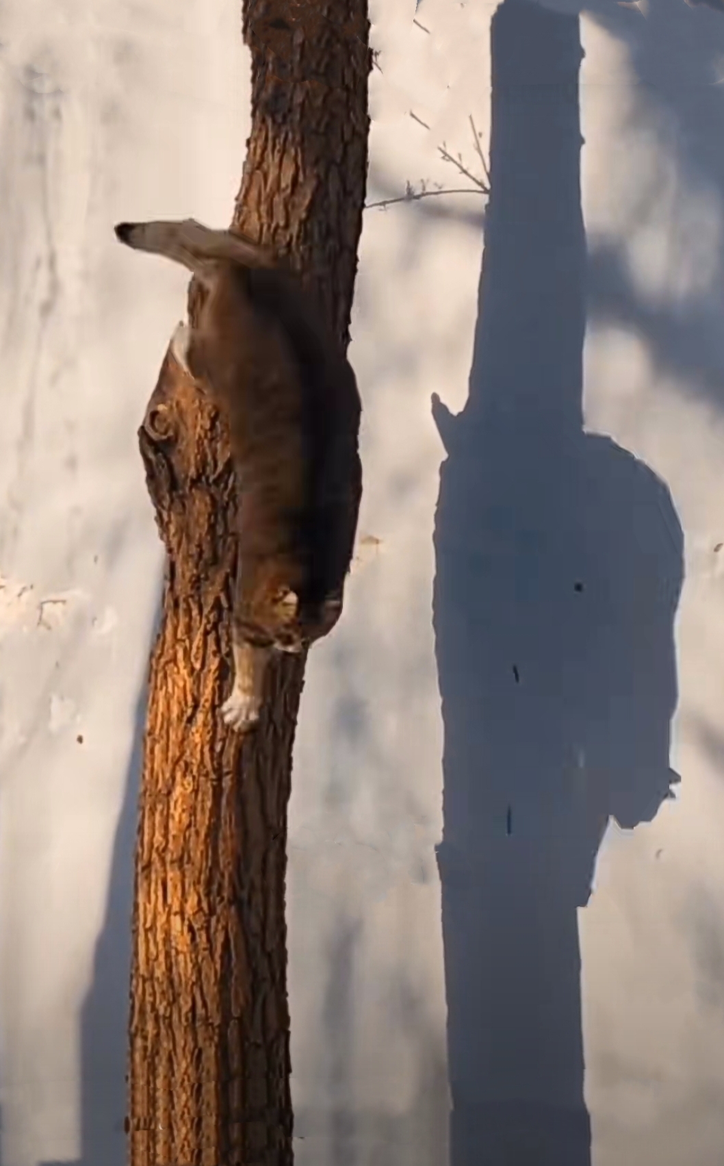 猫爪一挪,屁股一扭,尾巴一甩很快就到了树干的下半部,瞅准合适的部位