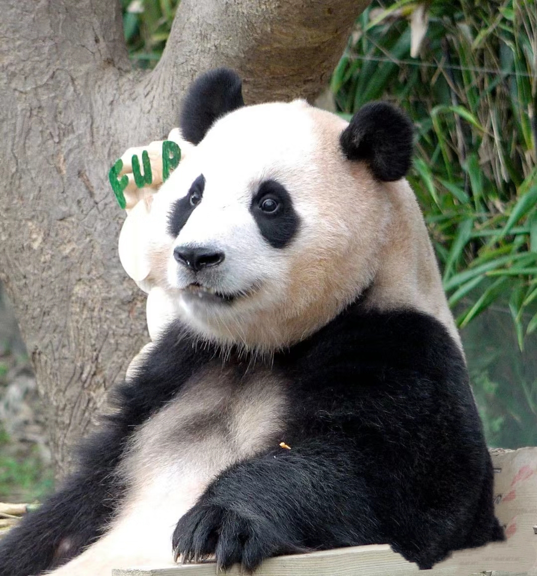 福宝最可爱的小熊猫,圆溜溜的小眼睛太迷人啦#熊猫