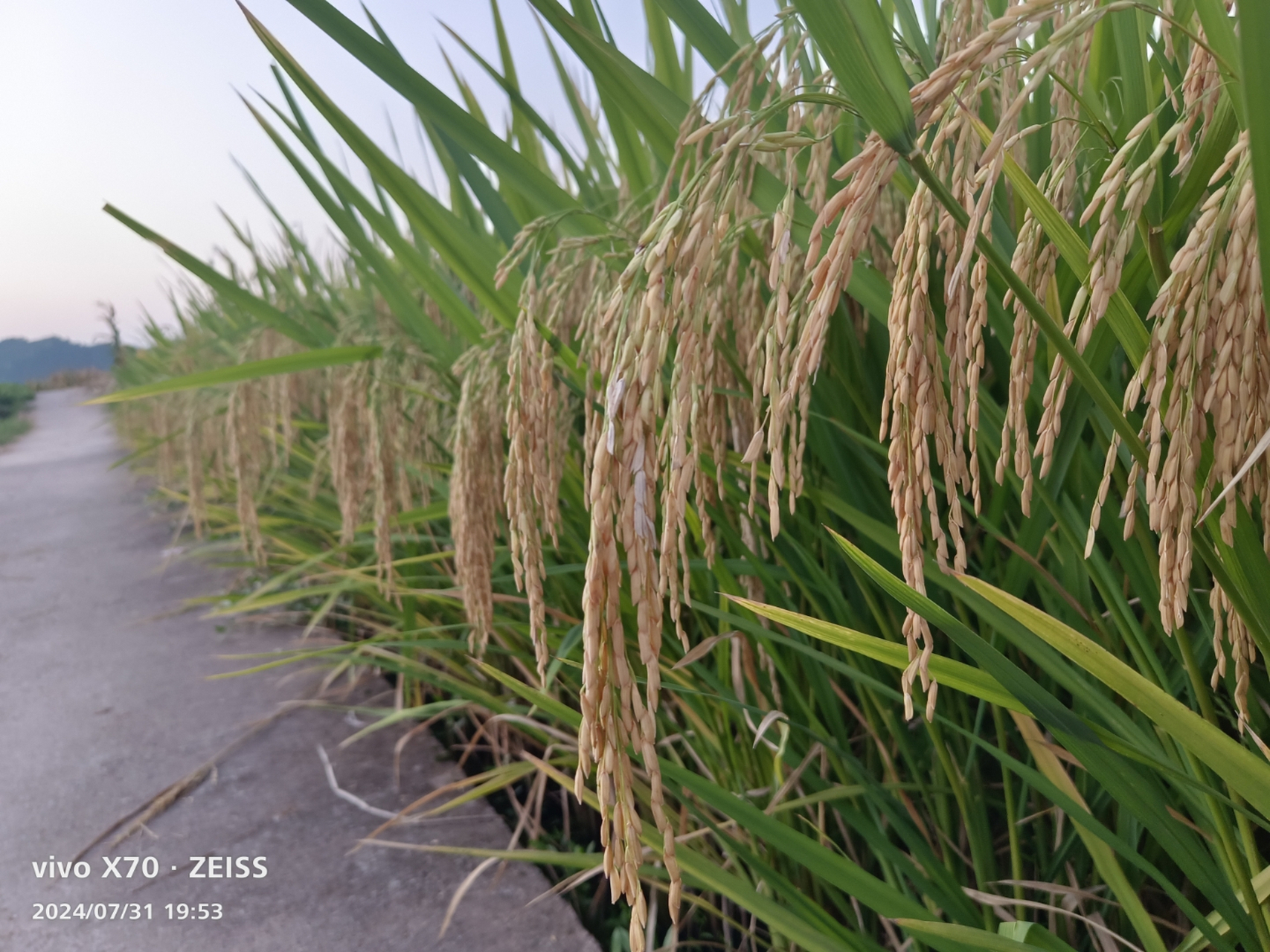 稻香# 稻子熟了,沉甸甸的稻穗散发出稻香.