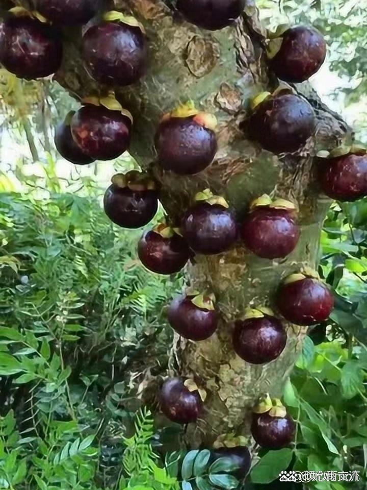 山竹树是一种热带果树,当它长满果实时,那场景十分壮观.