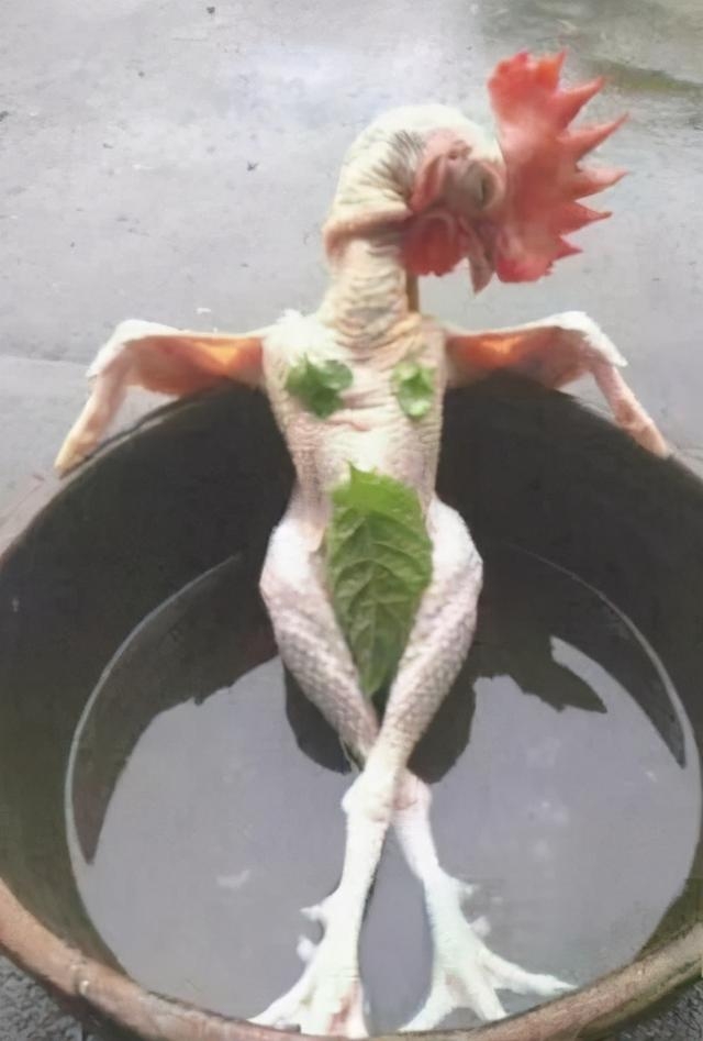 看看这只鸡有多么的讲究,一丝不挂的在洗着盆浴,你看那腰条楚楚动人