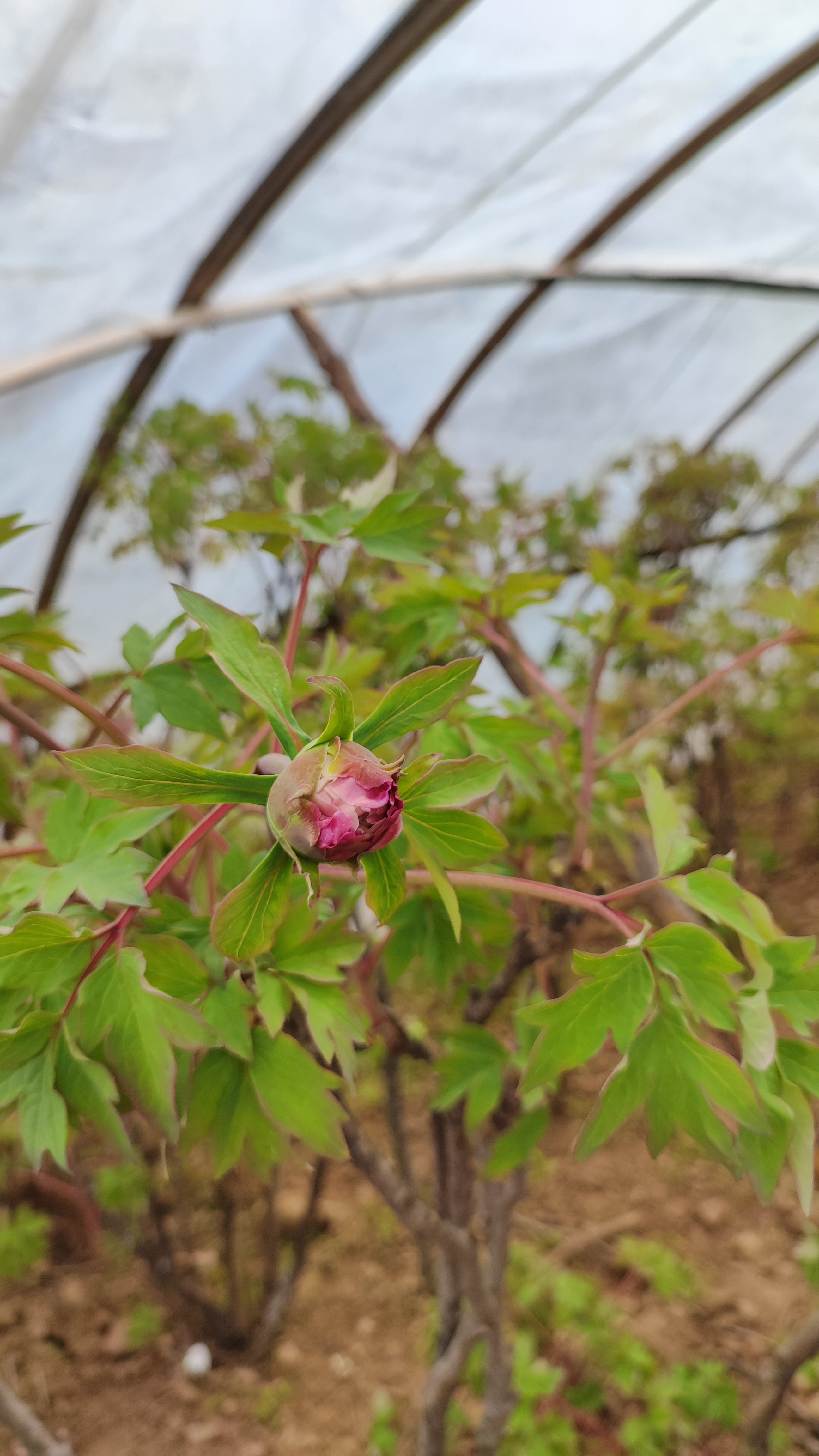 96含苞待放的红色牡丹