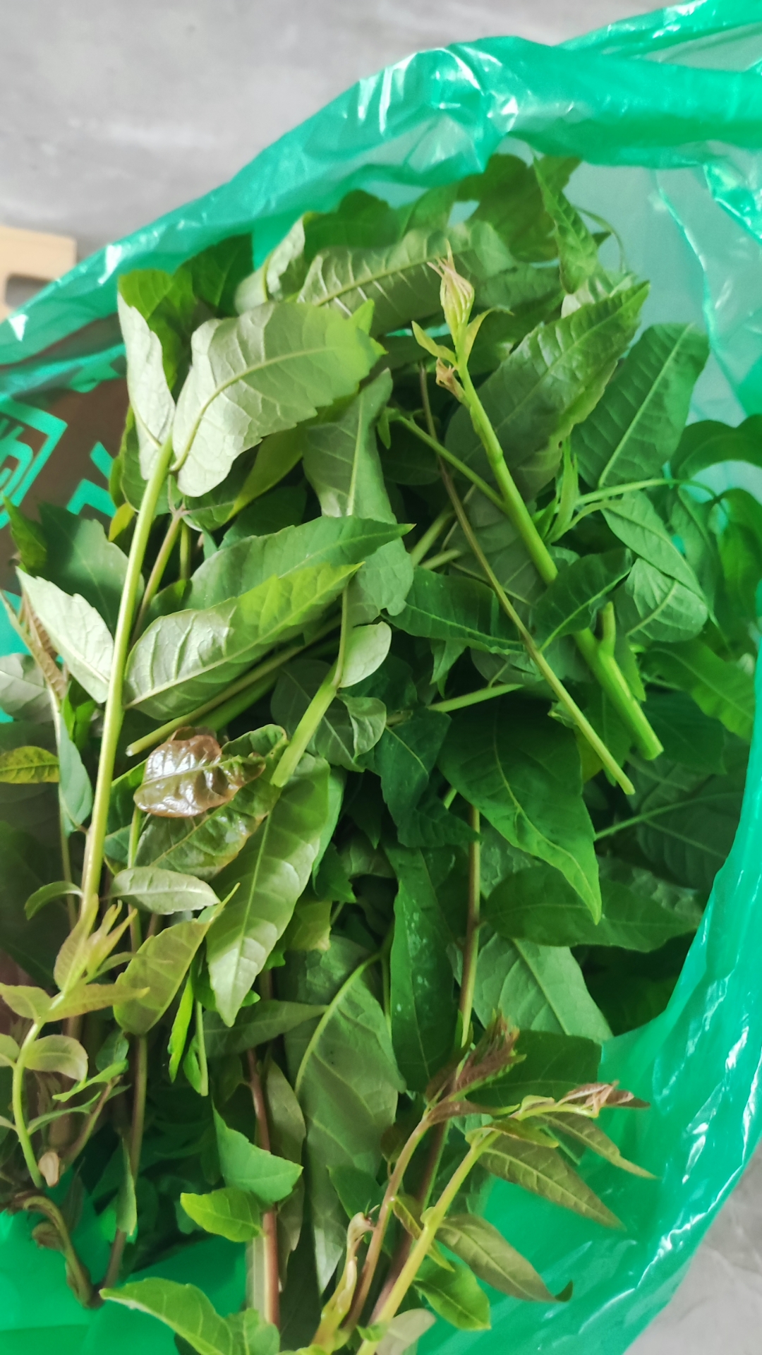 刚采的一袋新鲜香椿菜,准备做香椿芽炒鸡蛋吃