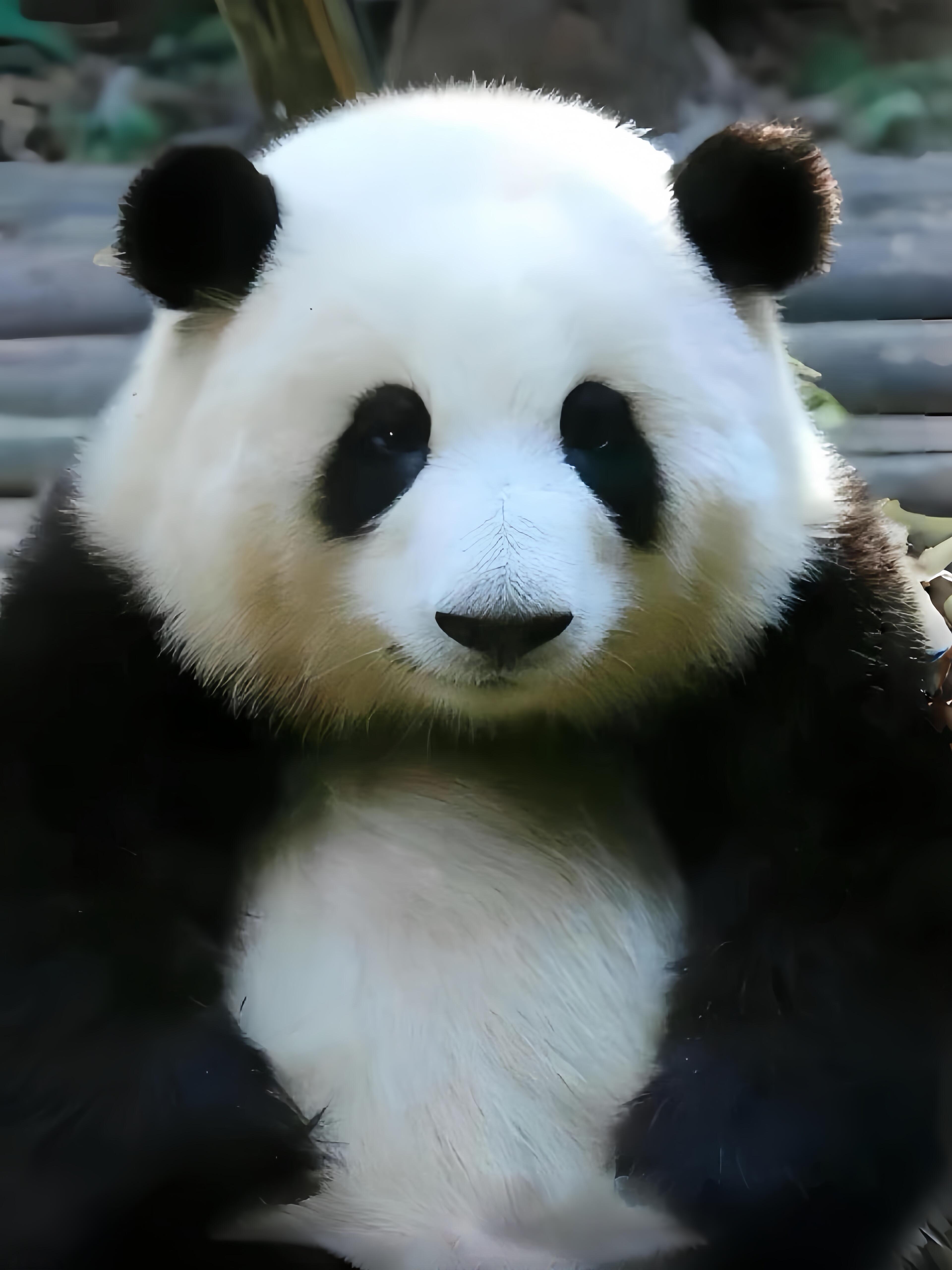 我们的国宝大熊猫真可爱!