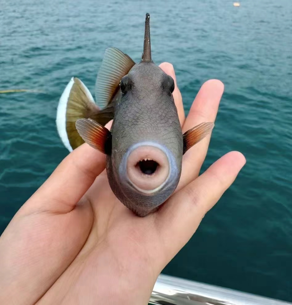 这是一只模样独特的丑萌大嘴唇鱼