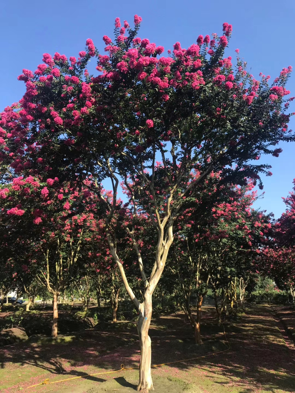 成都紫薇 成都大红紫薇开花了 温江锦艺苗木园艺场位于成都市温江区