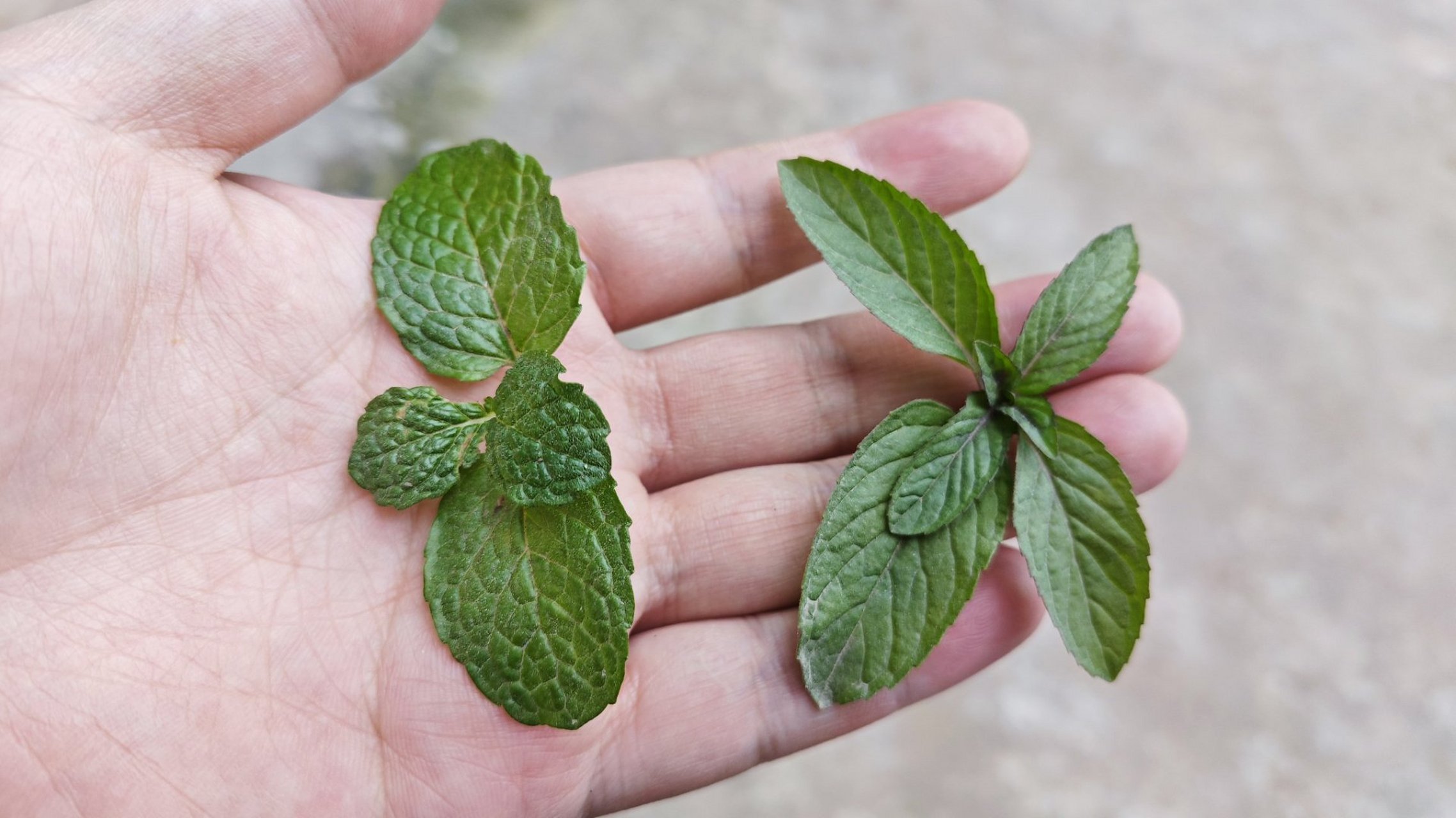 我敢说没得几个人分得清鱼香草和薄荷叶,都以为是同一个东西,其实他们