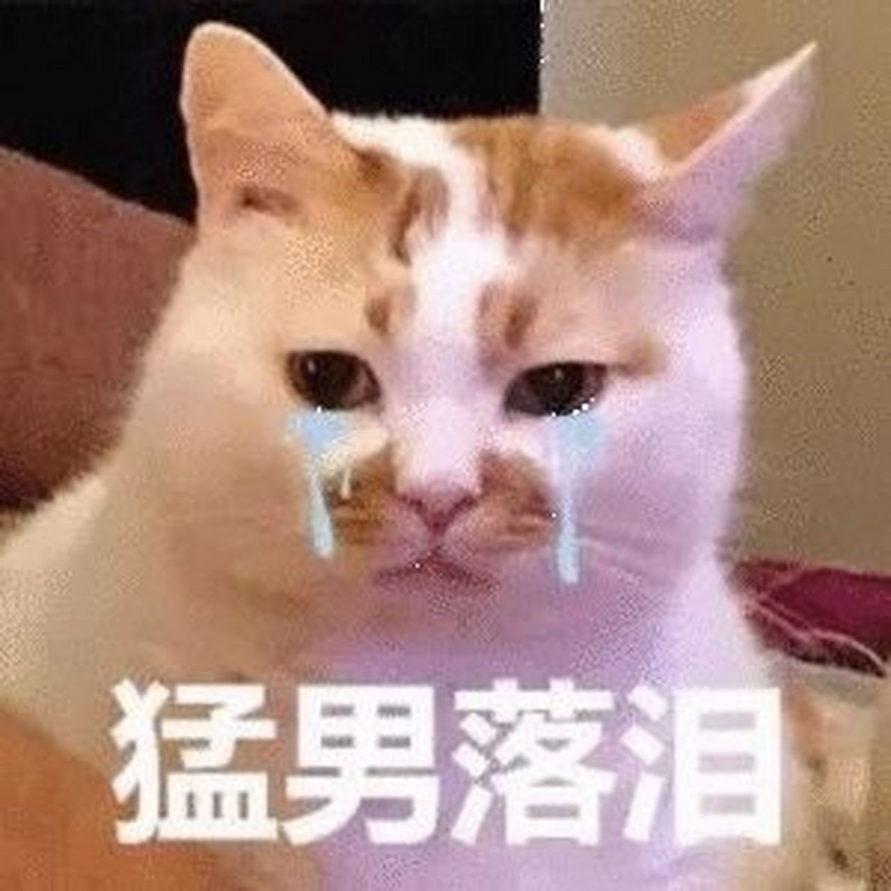 三生三世枕上书# 附一张猛男落泪@陈楚河 [偷笑]