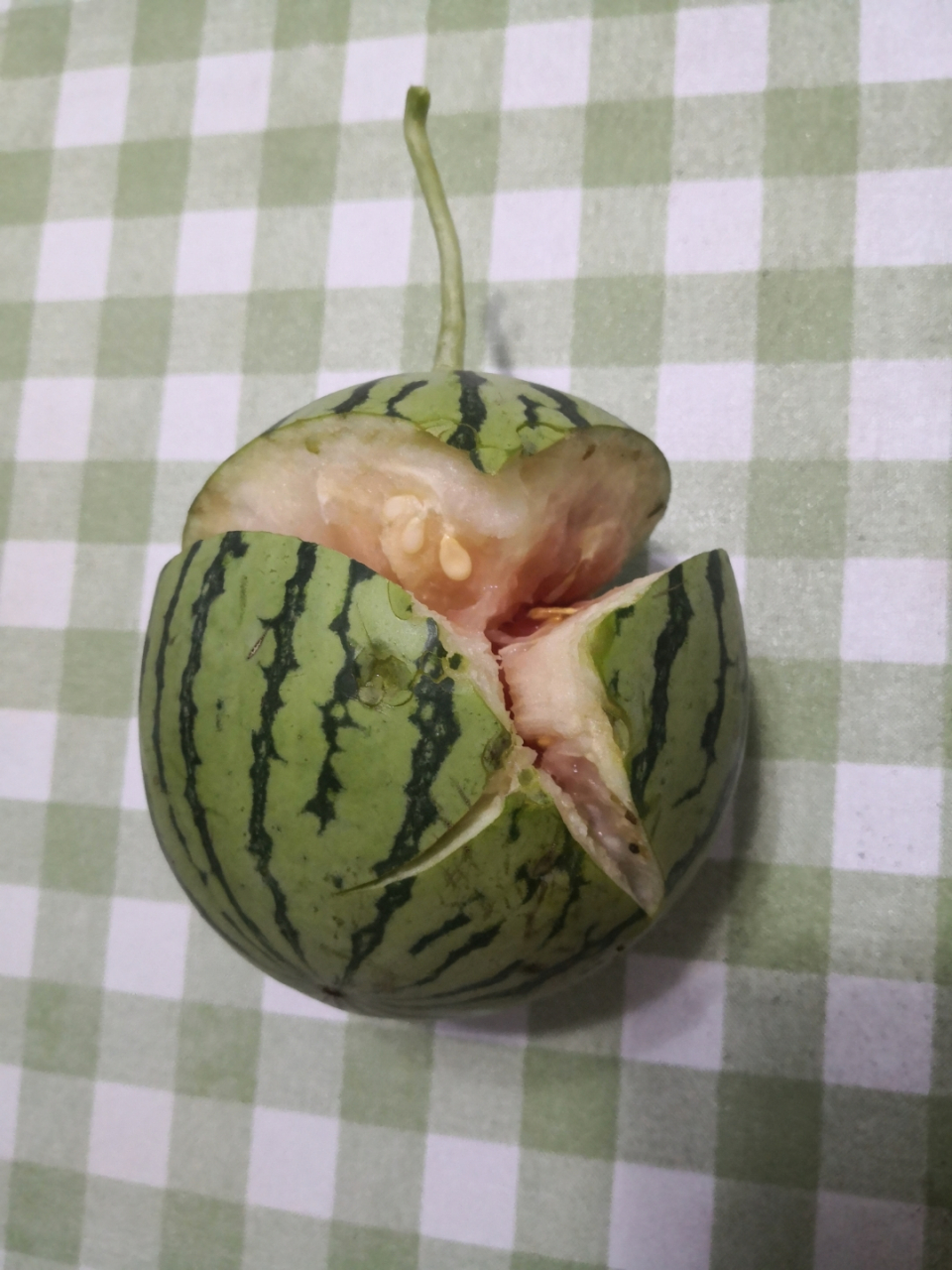 楼顶西瓜裂开了! 成熟前最怕连续大雨! 还剩一个瓜. 祈祷一下05