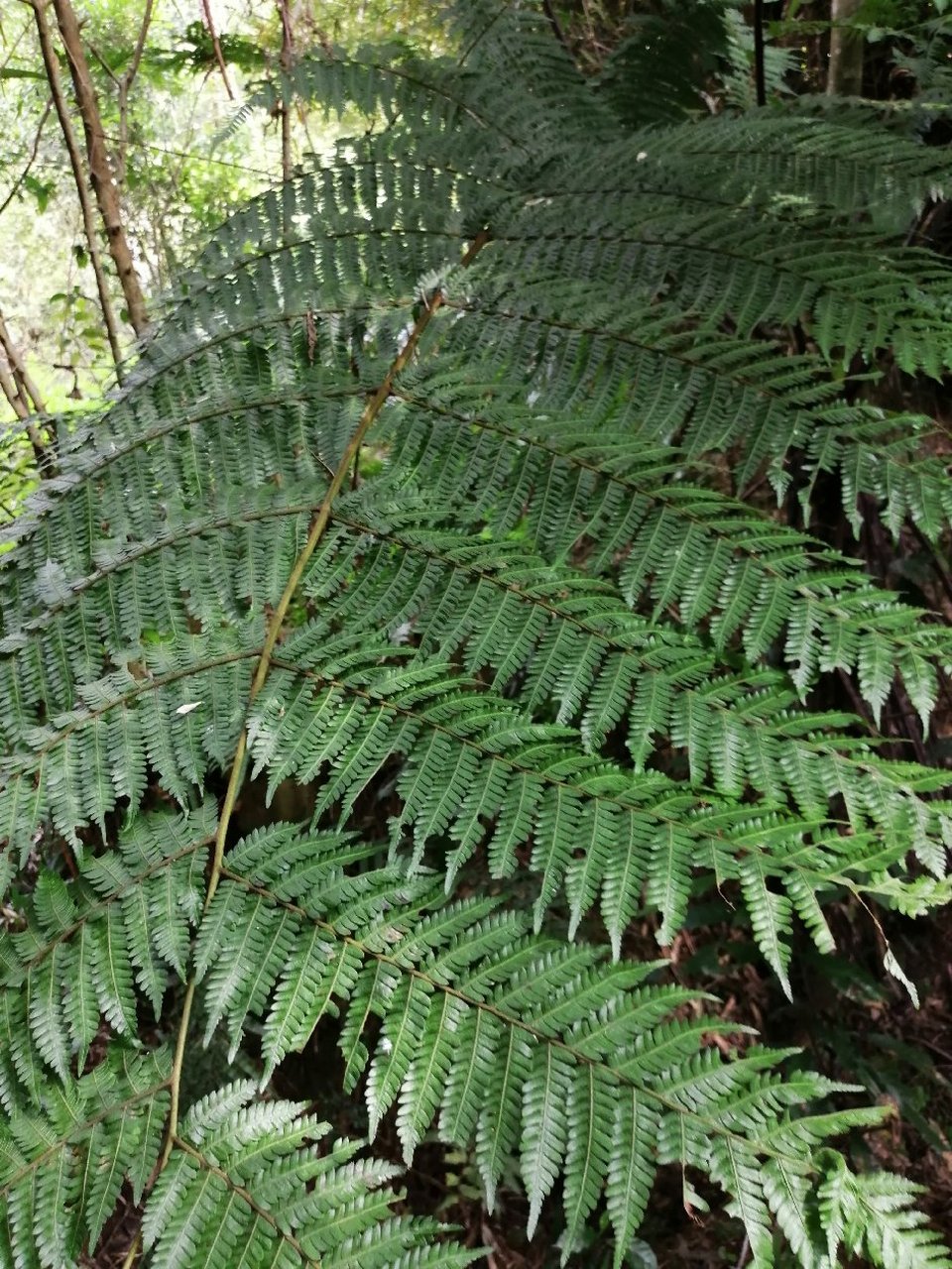 人头蕨国家级保护植物图片