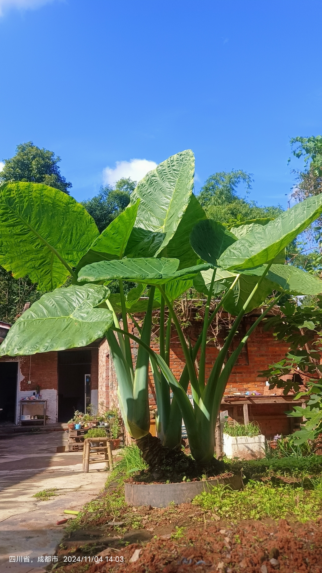 秋天的第一朵芭蕉叶,记录镜头下的生机勃勃.#最美秋日