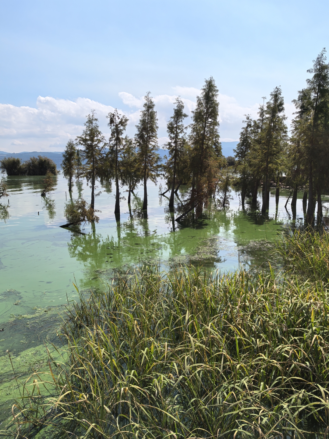秋天的玉溪星云湖