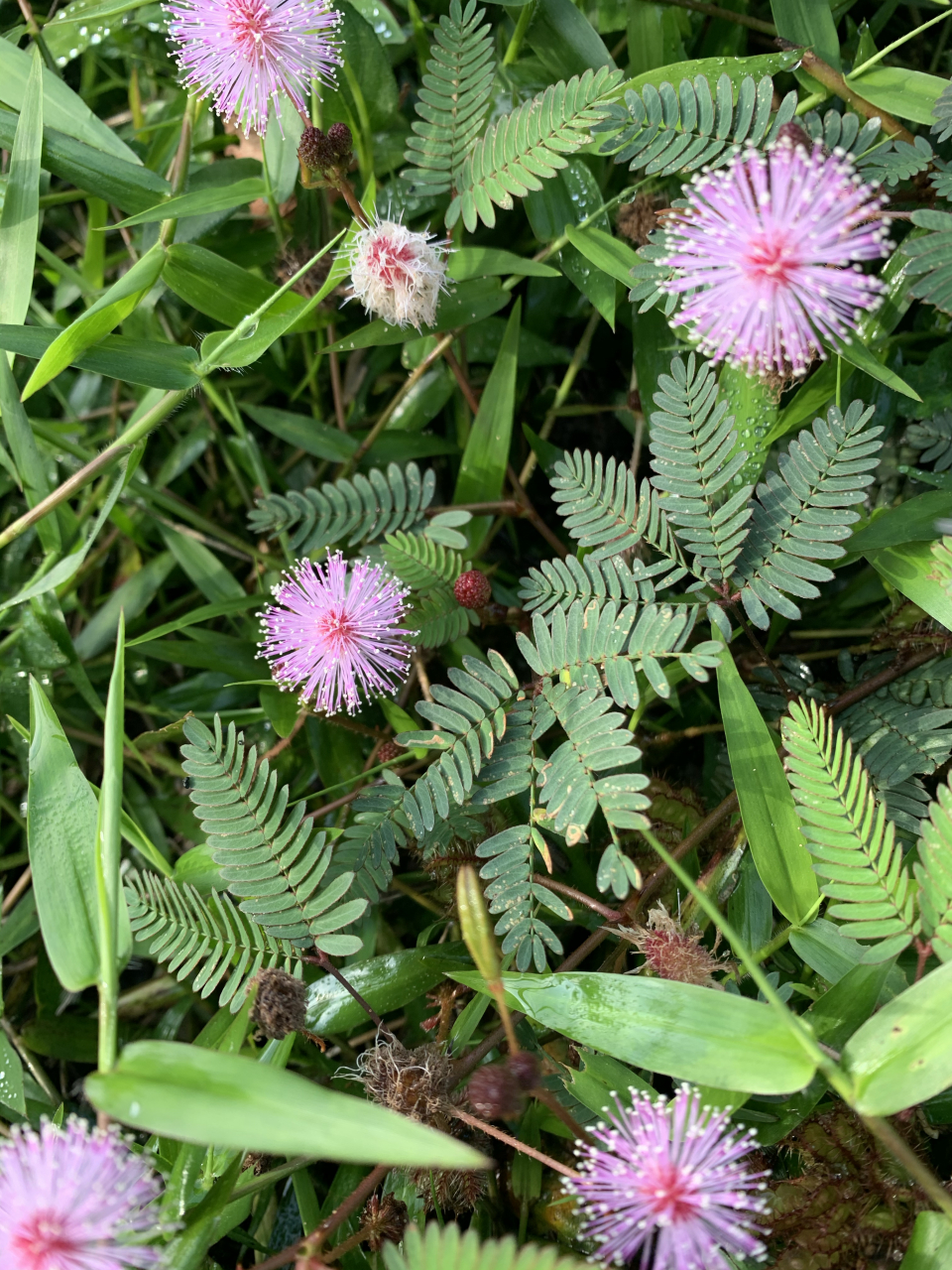 海南五指山的含羞草花