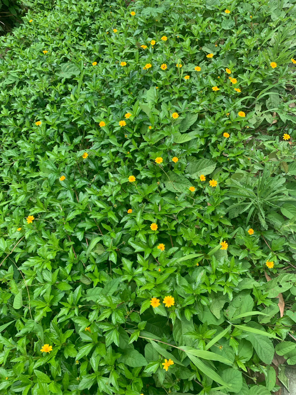 路边的不知名的小黄花,带来盎然春意