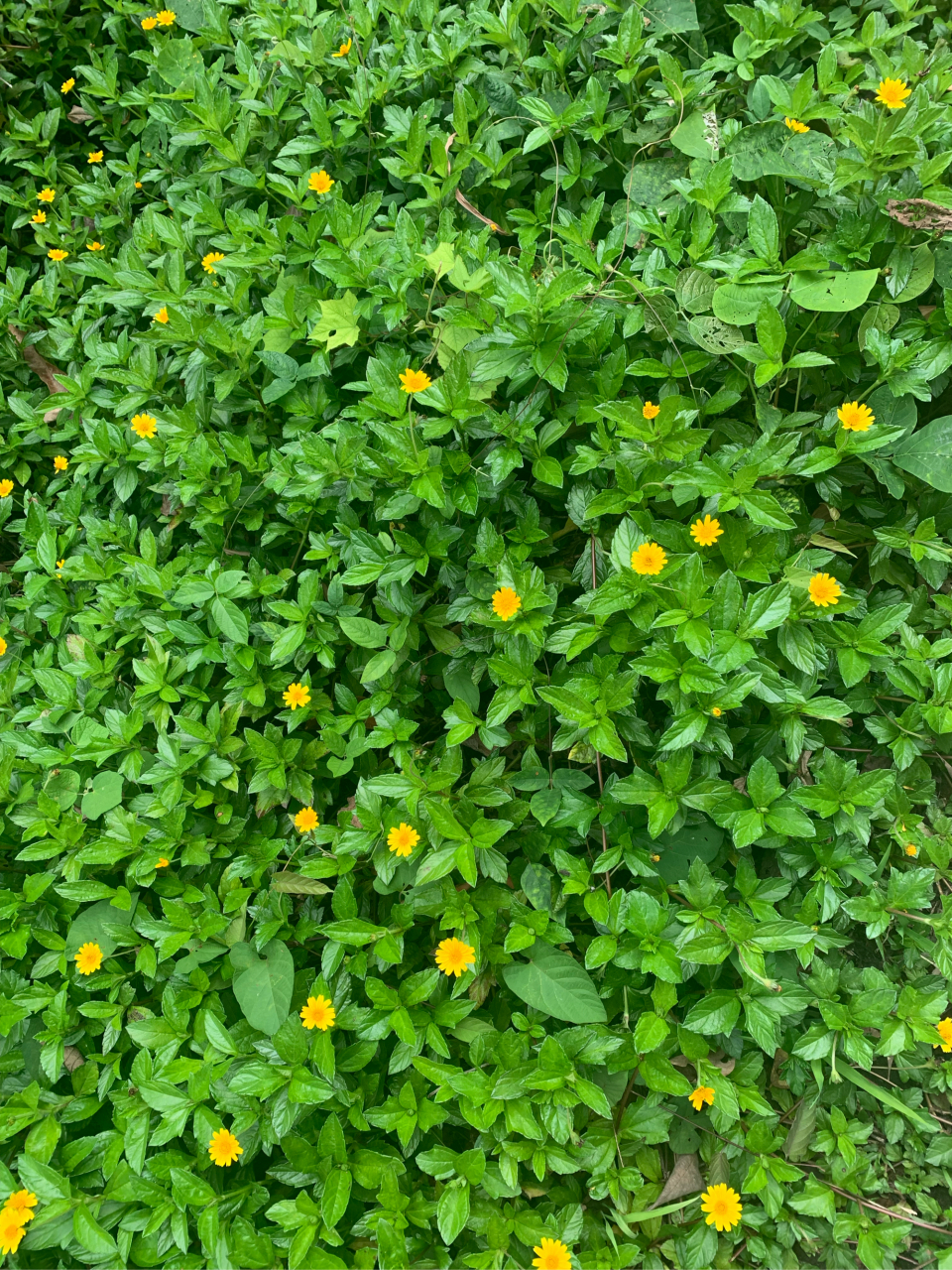 路边的不知名的小黄花,带来盎然春意