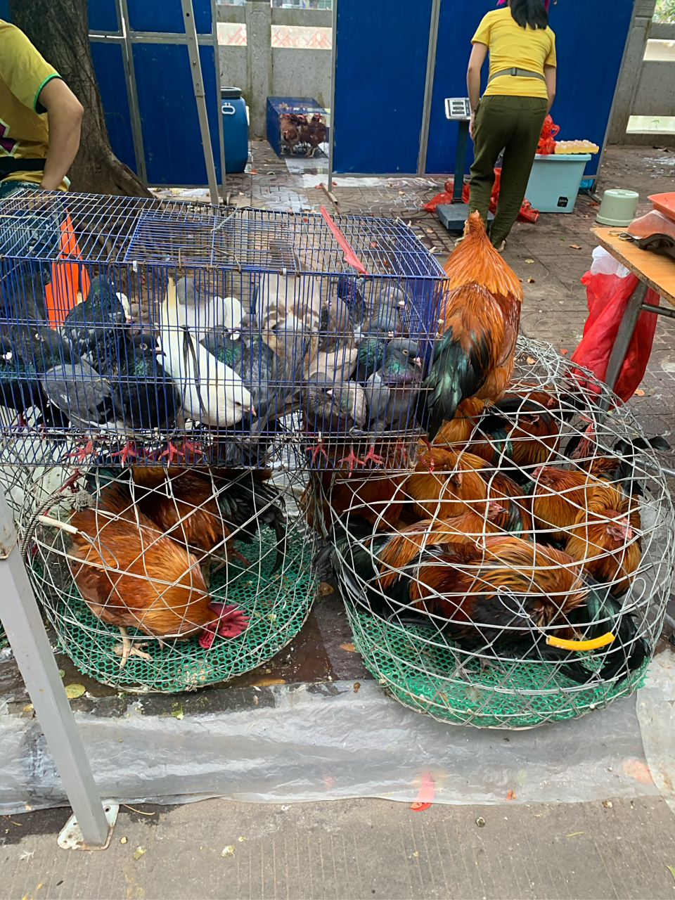 海南五指山集市上大公鸡93