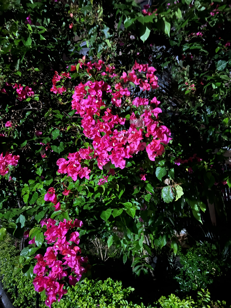 海南,细雨中清新,娇艳的三角梅花