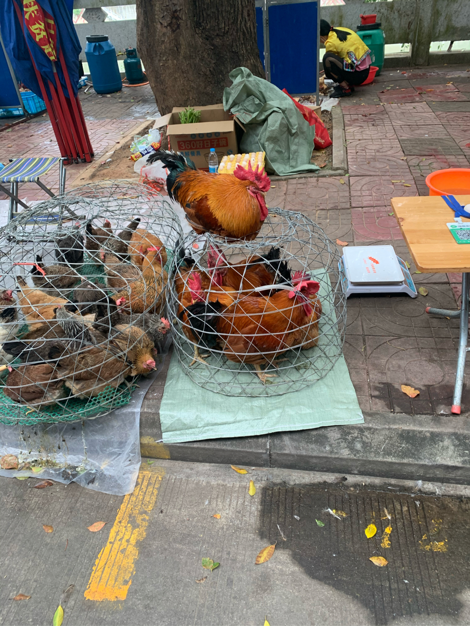 海南五指山集市上大公鸡93