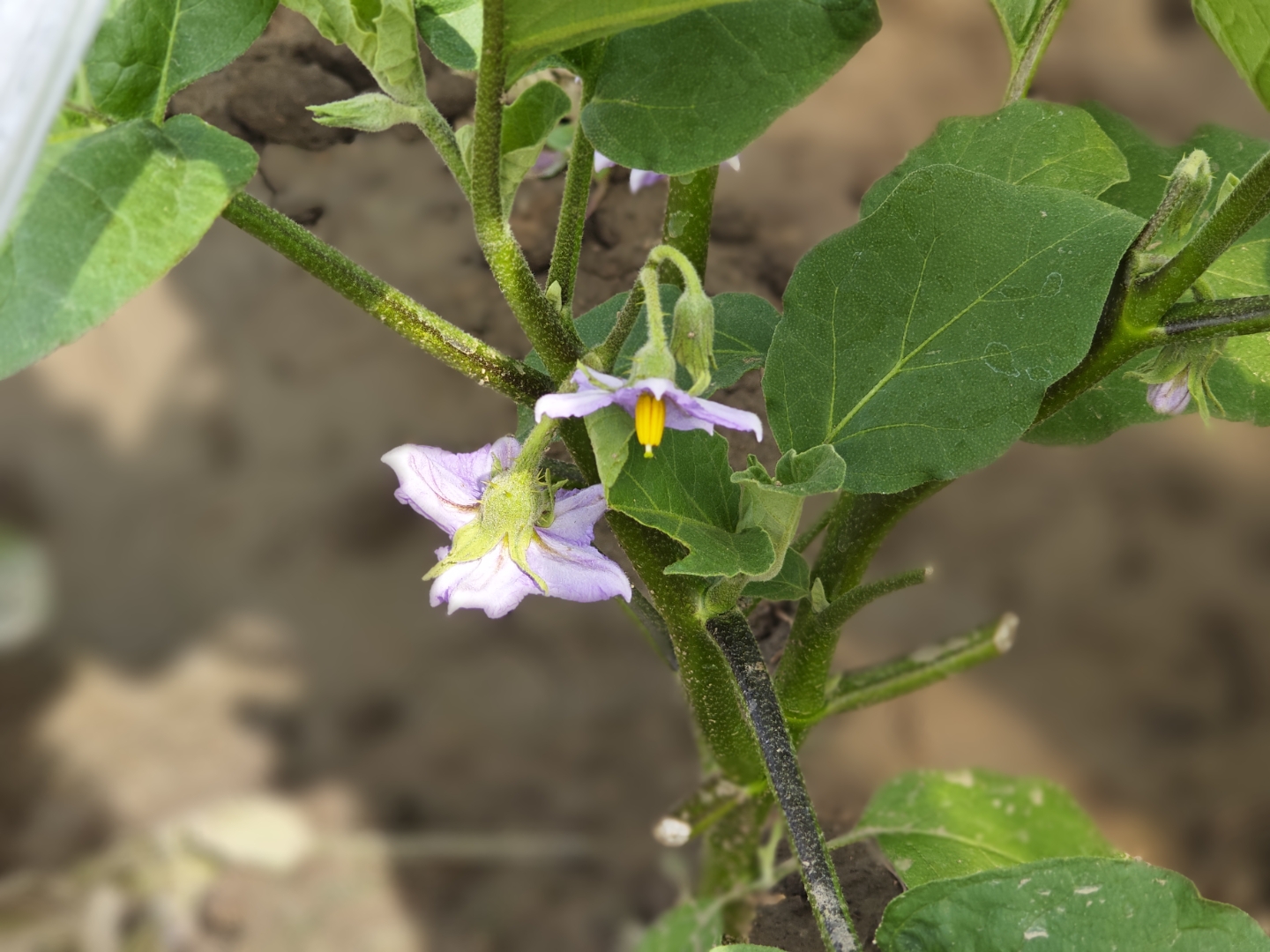 田地里紫色浪漫的茄子花