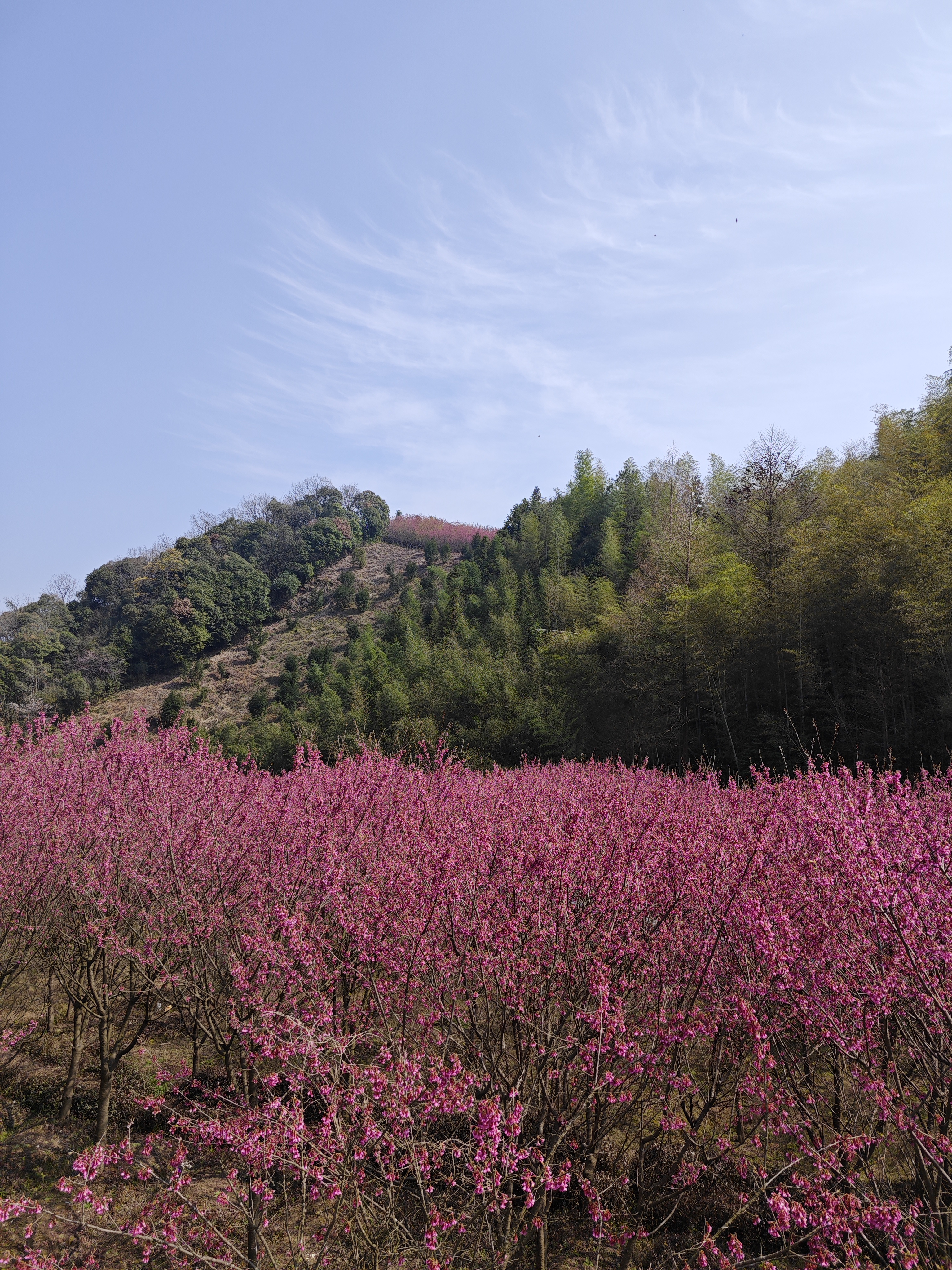 米积村樱花图片