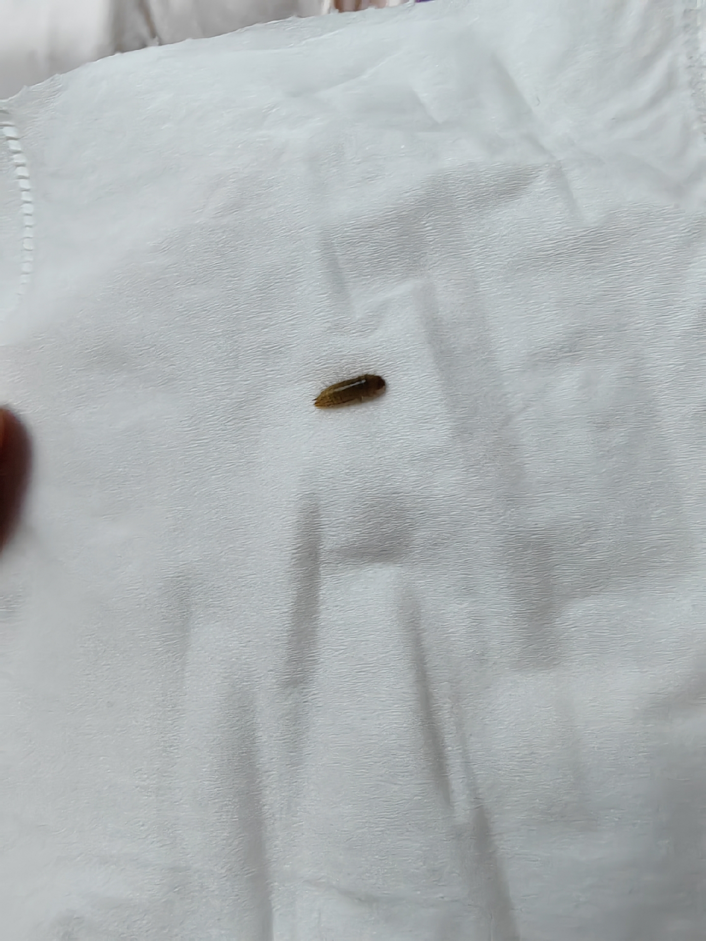 谁知道这是什么虫子?最近床上总出现,烦死了
