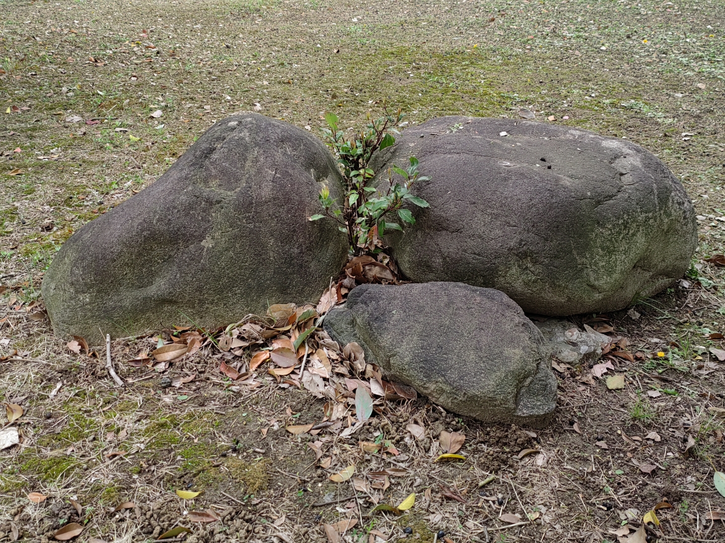 夹缝中求生存,不仅是一种生命的本能,更是一种精神的象征,只有这样