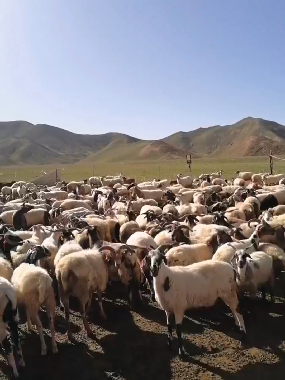 山坡上牧羊,蓝天白云好风光