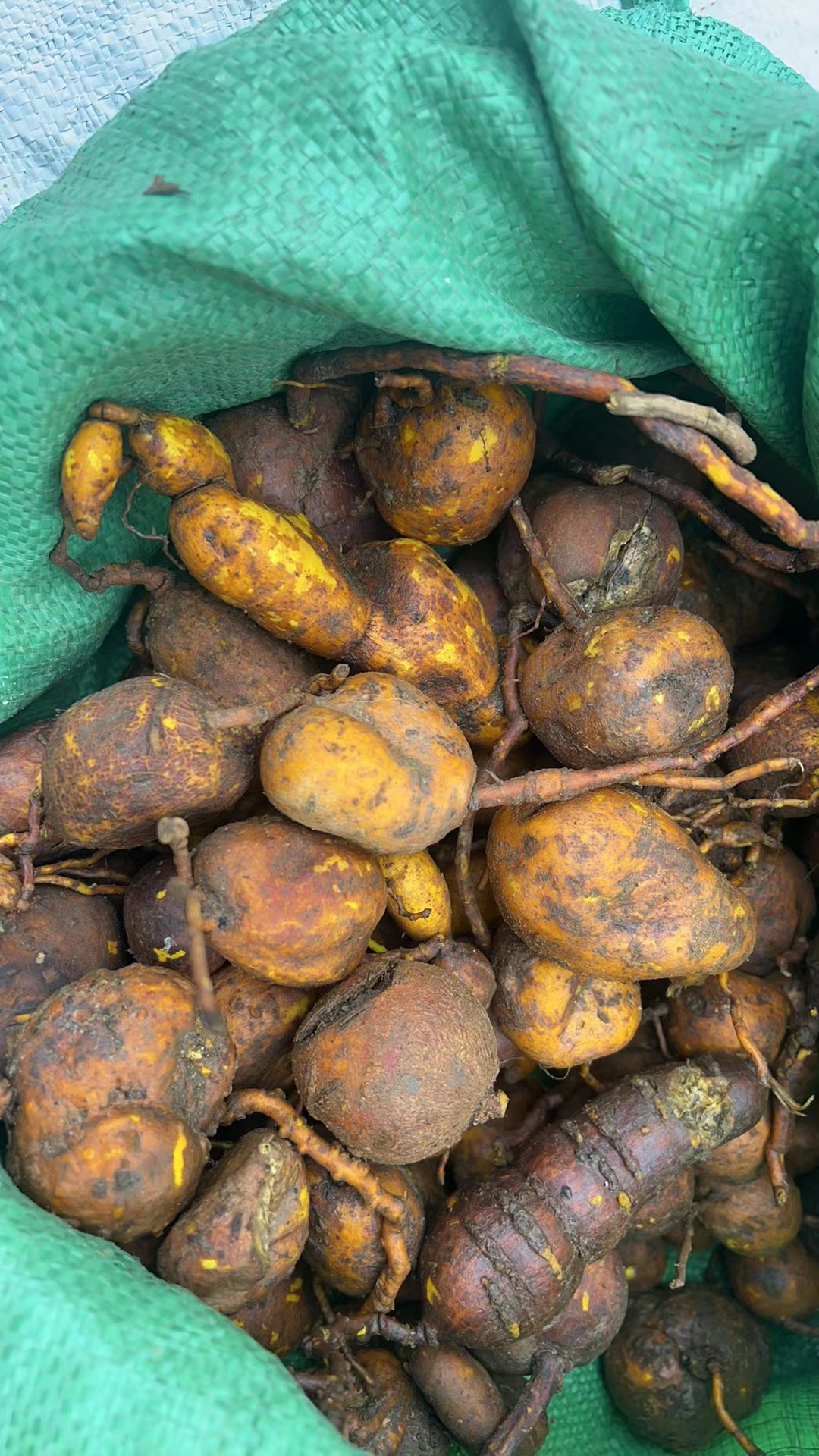 清明归来,新鲜苗草特多…… 67苗岭村民上山祭祖,顺带些新鲜草药