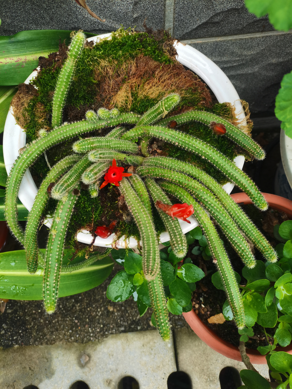 鼠尾掌       科:仙人掌科  别名:	药用鼠尾草,撒尔维亚,金纽	 茎细长