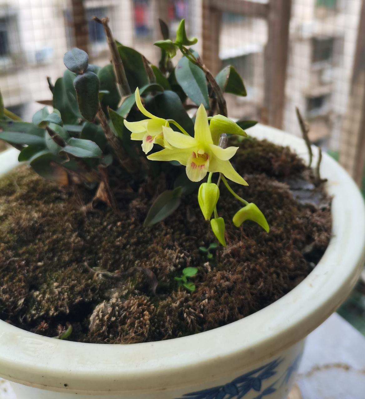 别称	金钗石斛,扁金钗,扁黄草,扁	草,吊兰花 科	:兰科 石斛(hú兰 