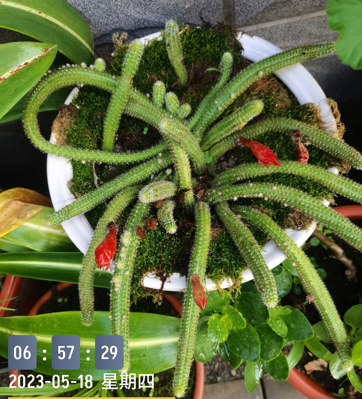 科:仙人掌科 别名: 药用鼠尾草,撒尔维亚,金纽 茎细长,匍匐,多分枝